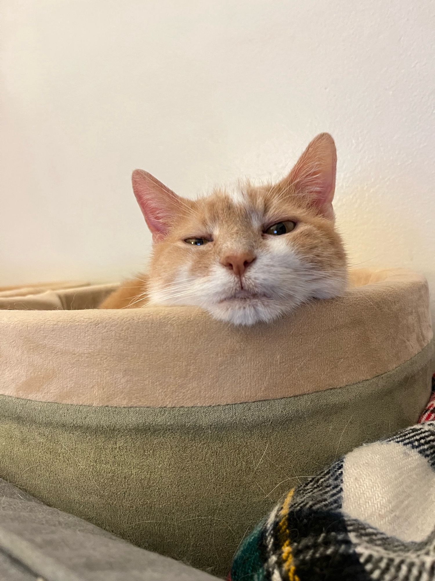 Dottie the orange-and-white cat with her chin propped on the edge of a cat bed, half asleep.