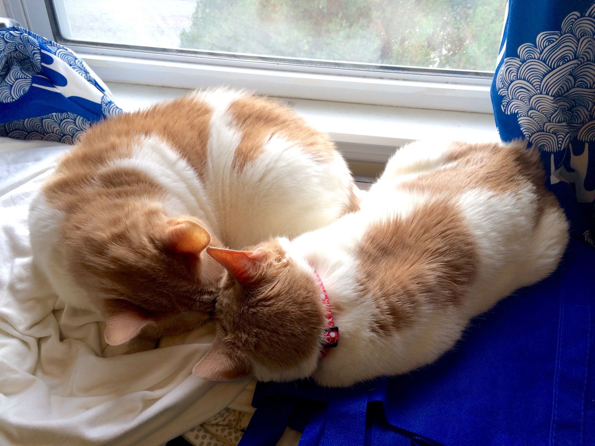 Dottie and her very similar-looking sister asleep in front of a window with their foreheads touching.