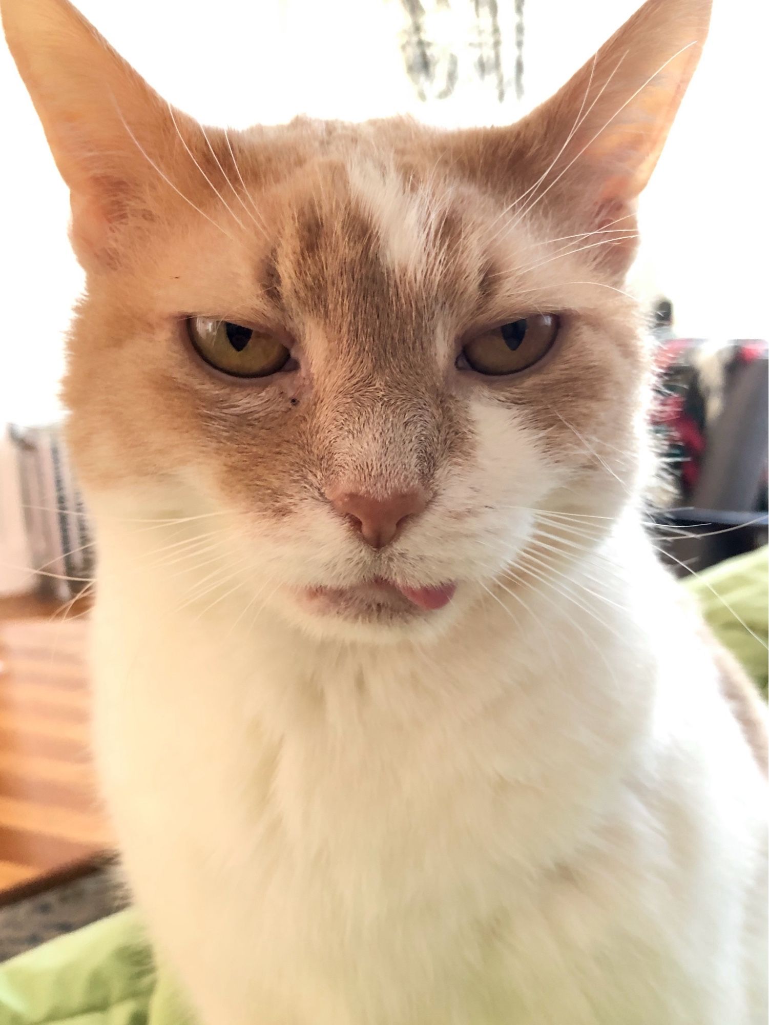 Dottie stares into your soul and finds you wanting. Her glare is so intimidating you might not even notice that her tongue is poking out the side of her mouth.