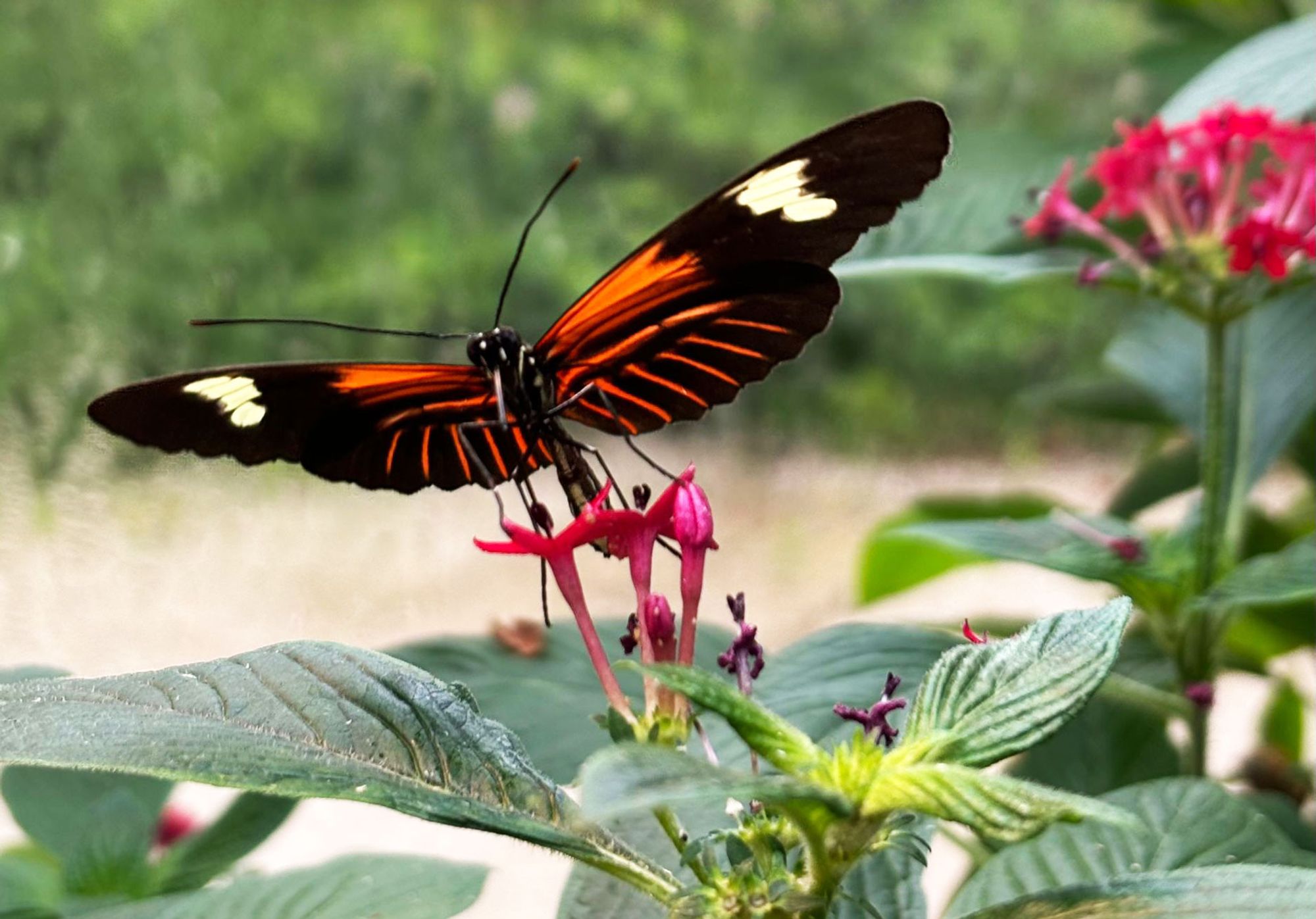 butterfly pollinating flower