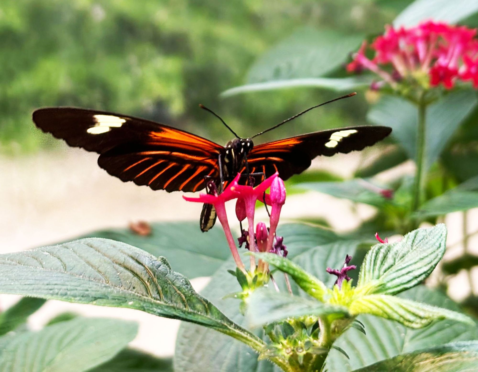 butterfly pollinating flower