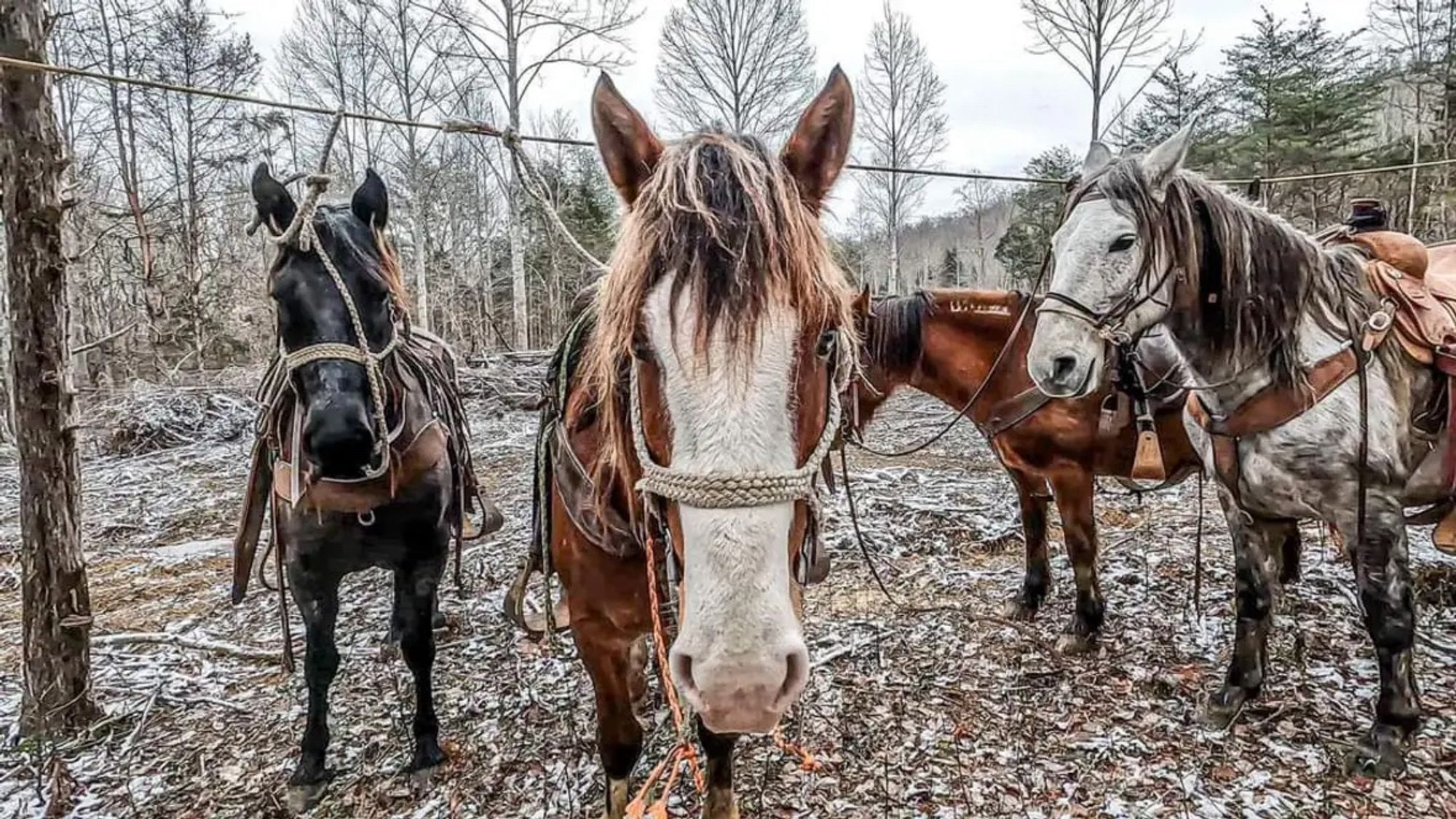 Pack horses and riding horses on a high line preparing to enter Boone NC with disaster relief supplies