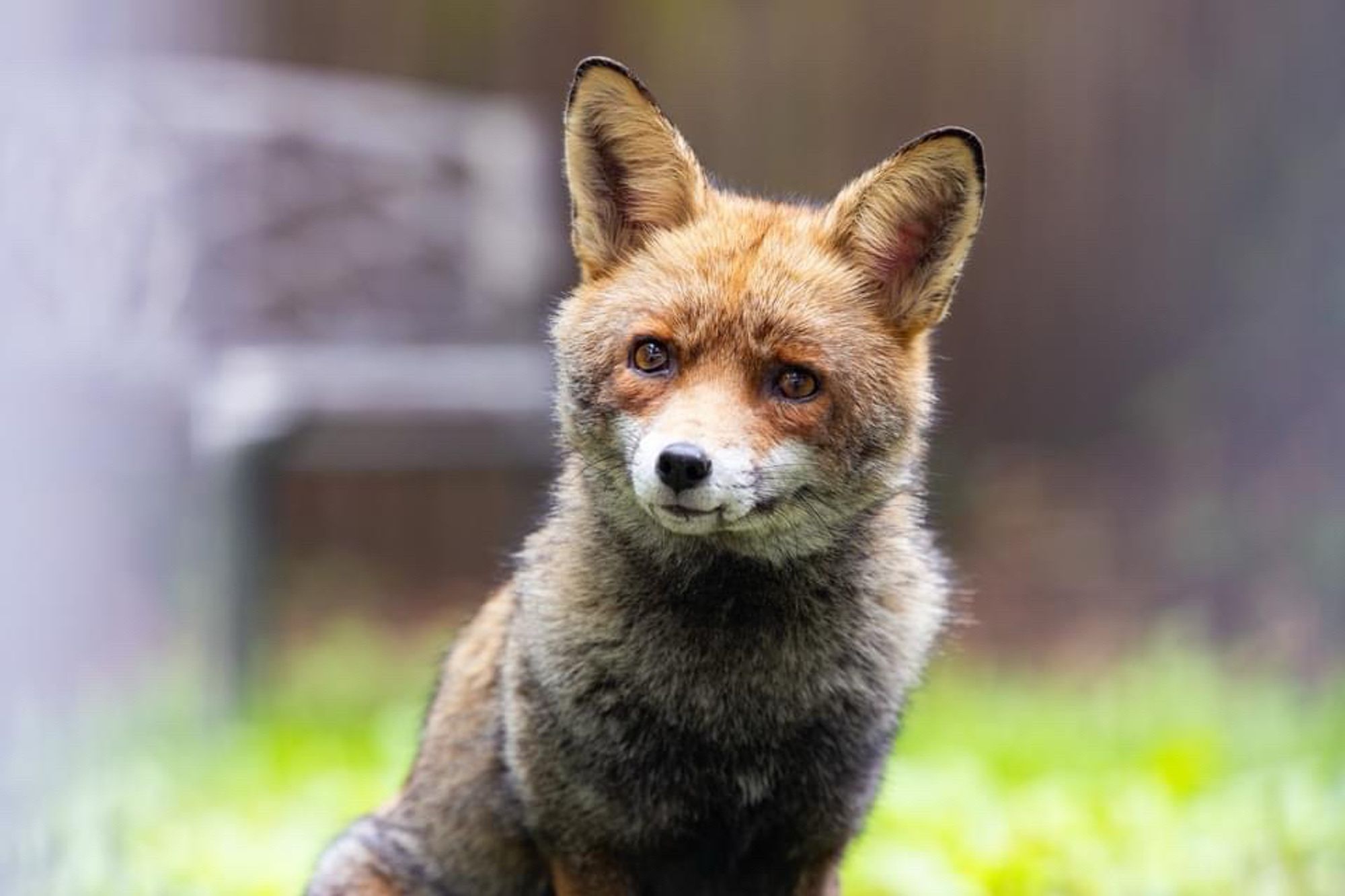 Mr Tweeds is fascinated about the piece on the rising intelligence of London foxes and wants a word with his agent about royalties 

Photo ©️Paul Clarke @paulclarke.com