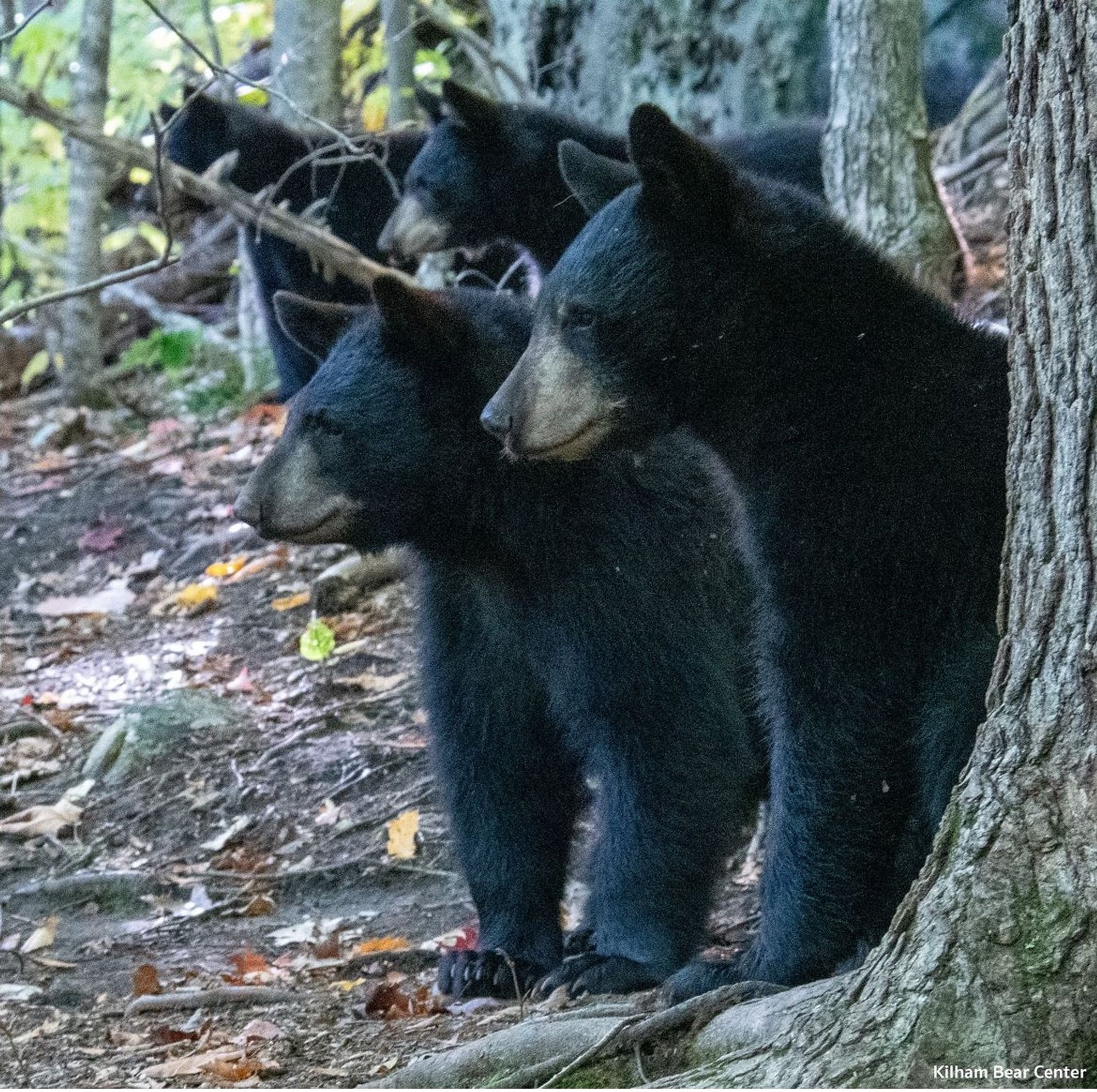 Four young black bears at Kilham Bear Centre