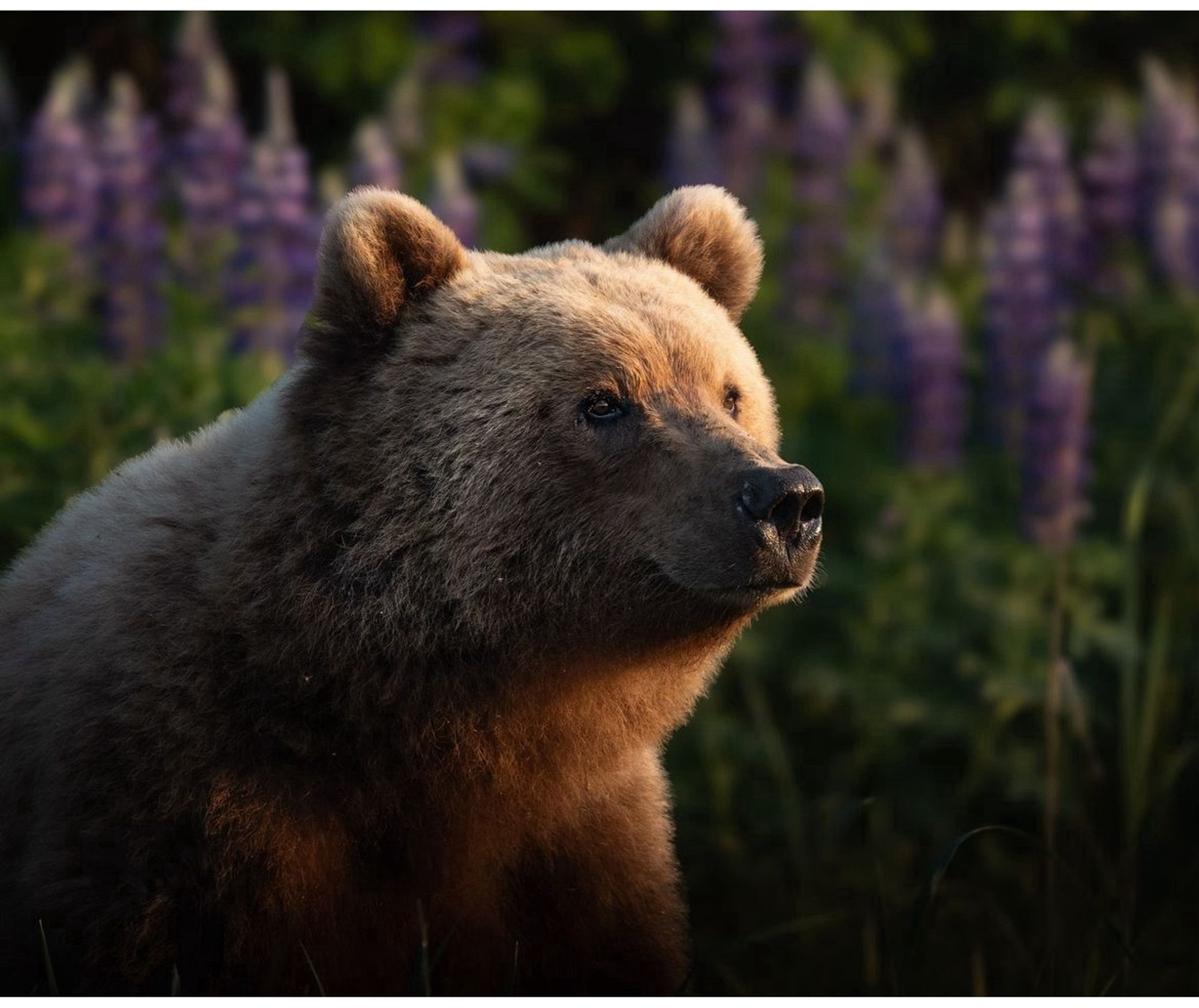 A bear sighting an Oreo milkshake