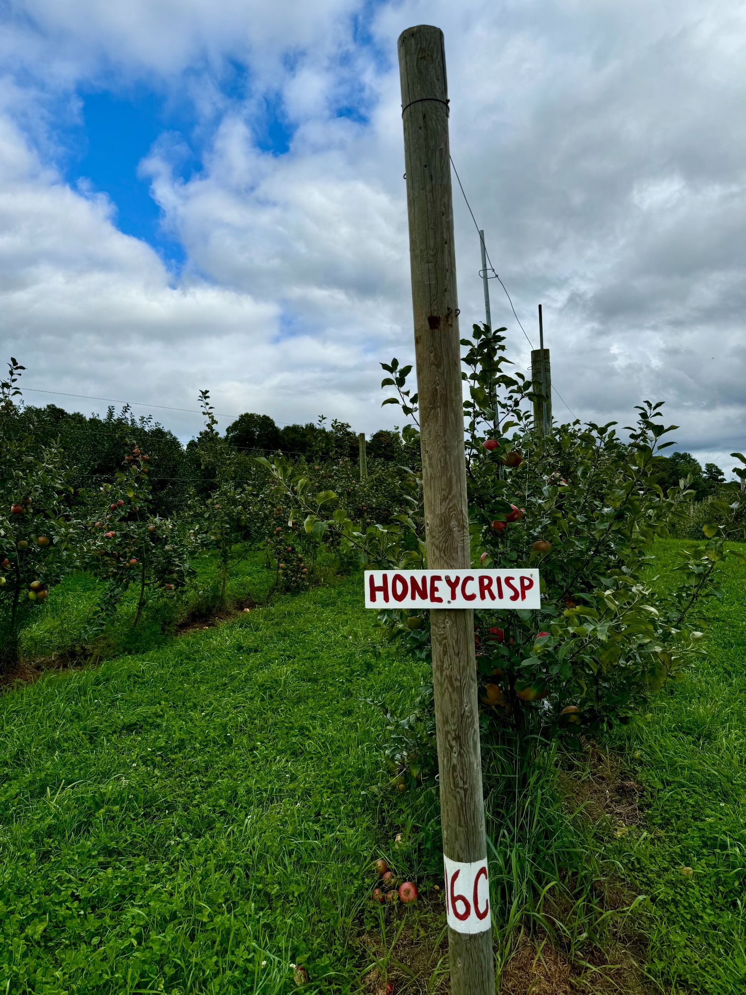 sign on a post that says "honeycrisp" with apple trees in rows under a cloudy blue sky