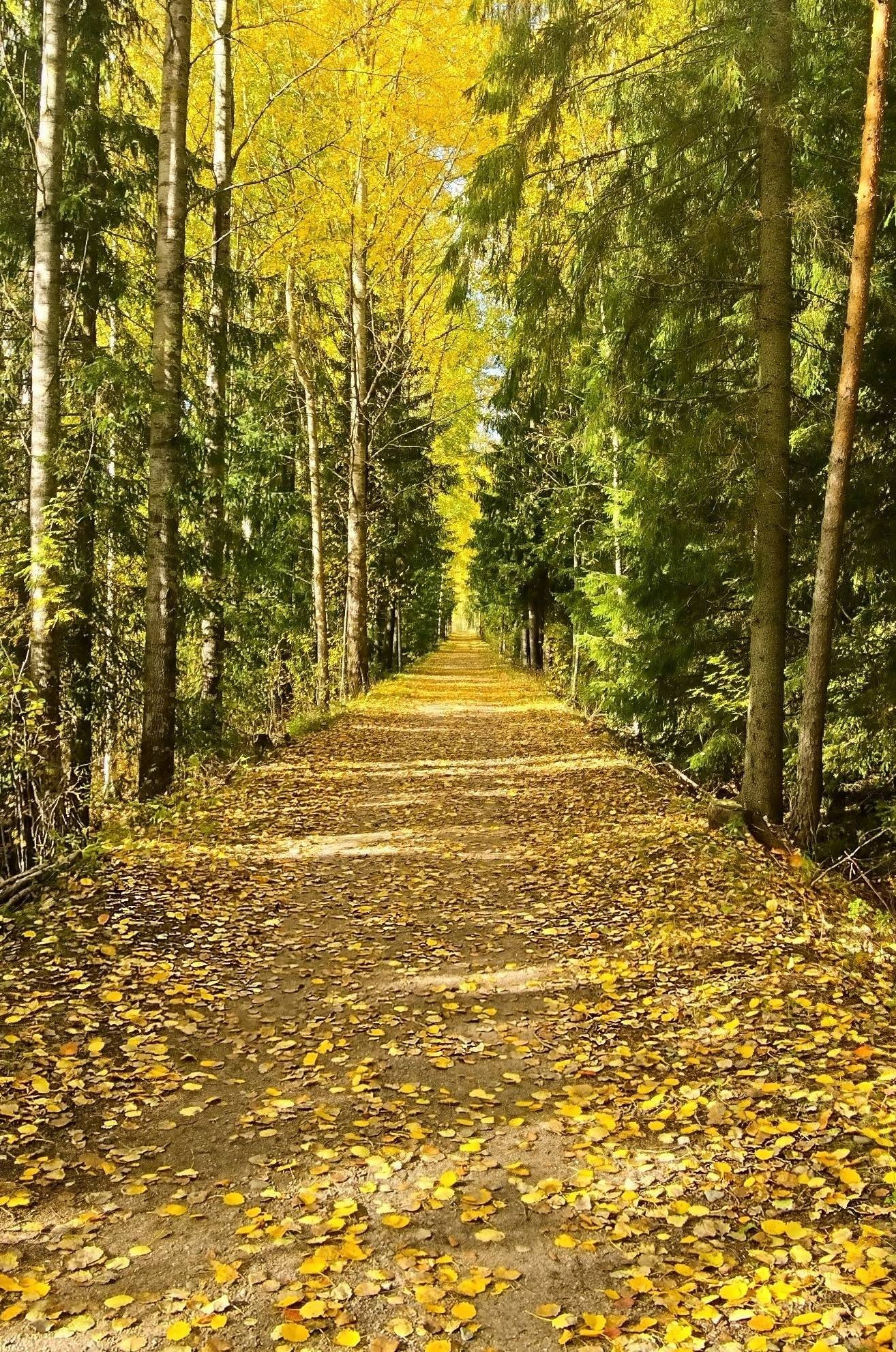 A gravel road with autumn trees and leaves