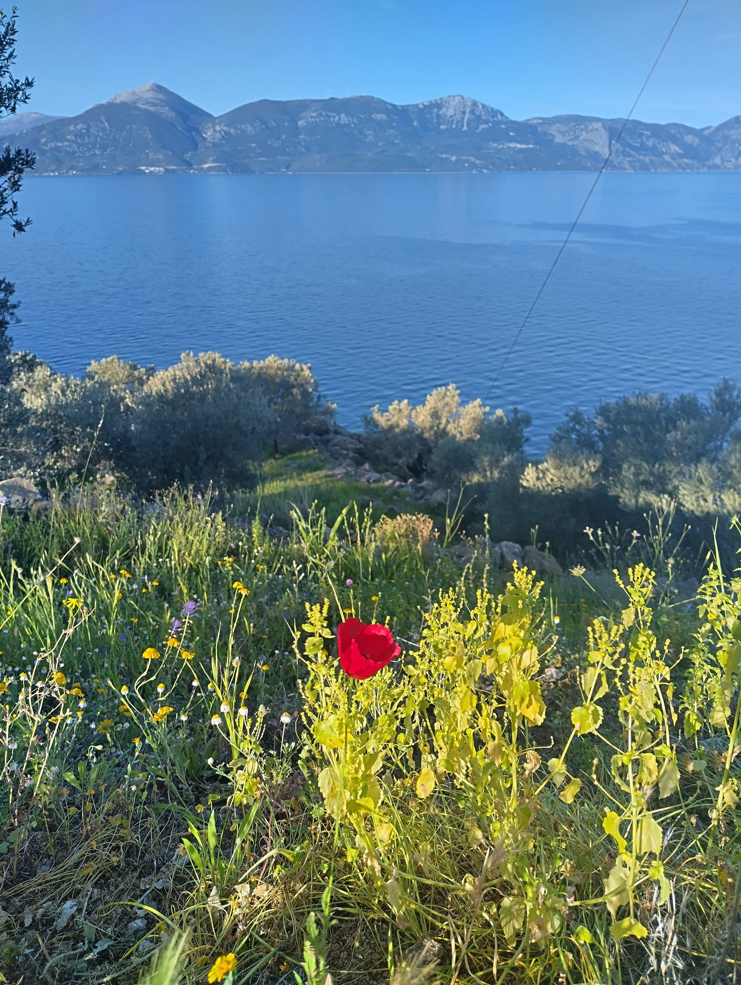 Red flower, first of spring. Methana, Greece