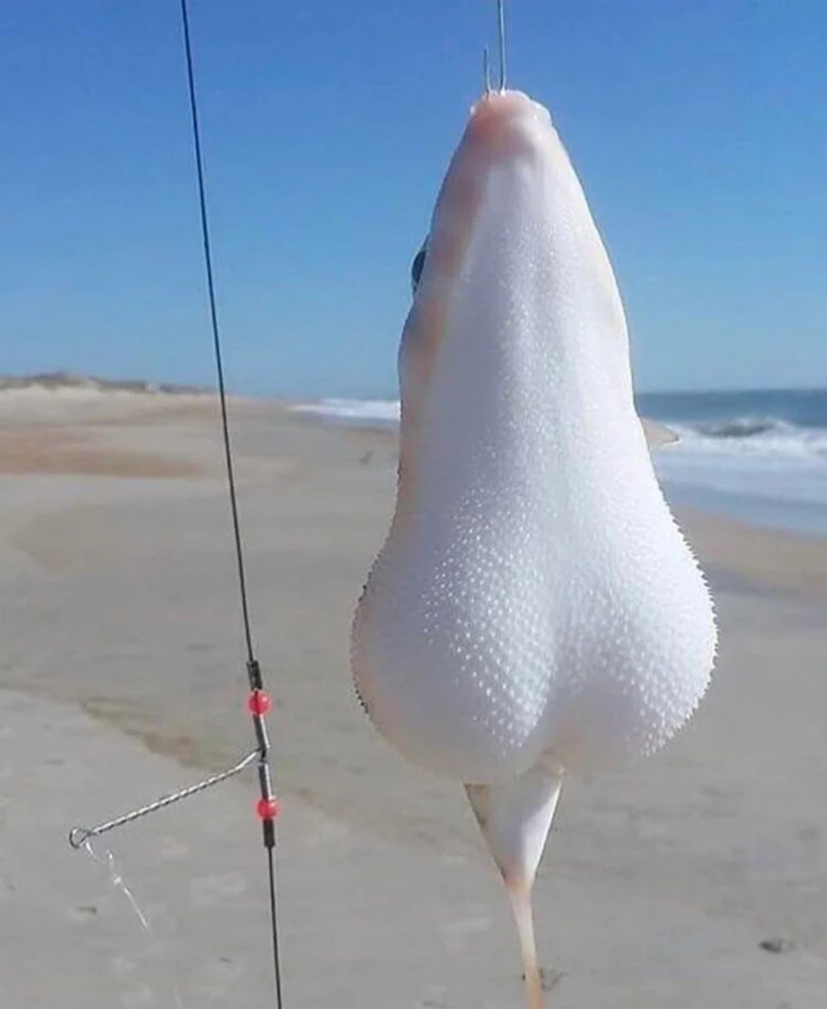 A fish that looks like a pair of testicles, hanging from a fishing rod