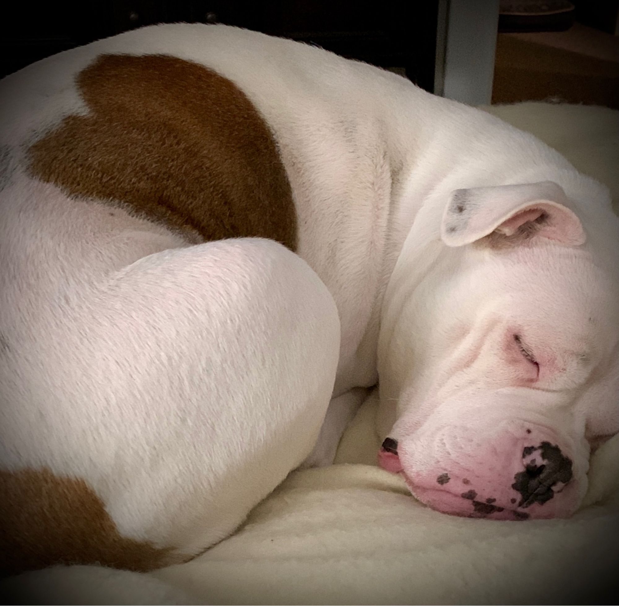 Sleeping American Bulldog. Heart shaped  marking on curled flank. Cherubic as she sleeps; pink glowing through white fur about her squishie nose.