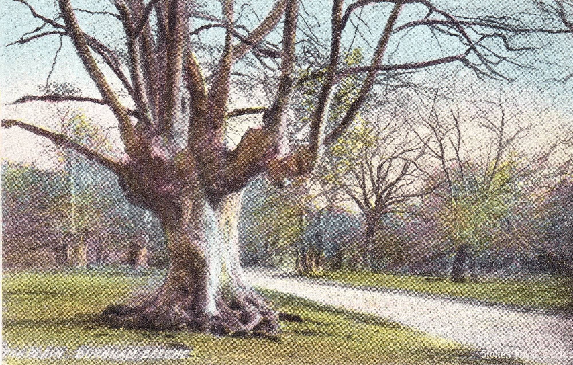 This picture is a slightly faded postcard from the 1910s of one of the ancient Burnham Beech trees. It stands next to a path and because the photo was taken in winter you can clearly see the bare branches weaving their way about. Lovely! #thicktrunktuesday