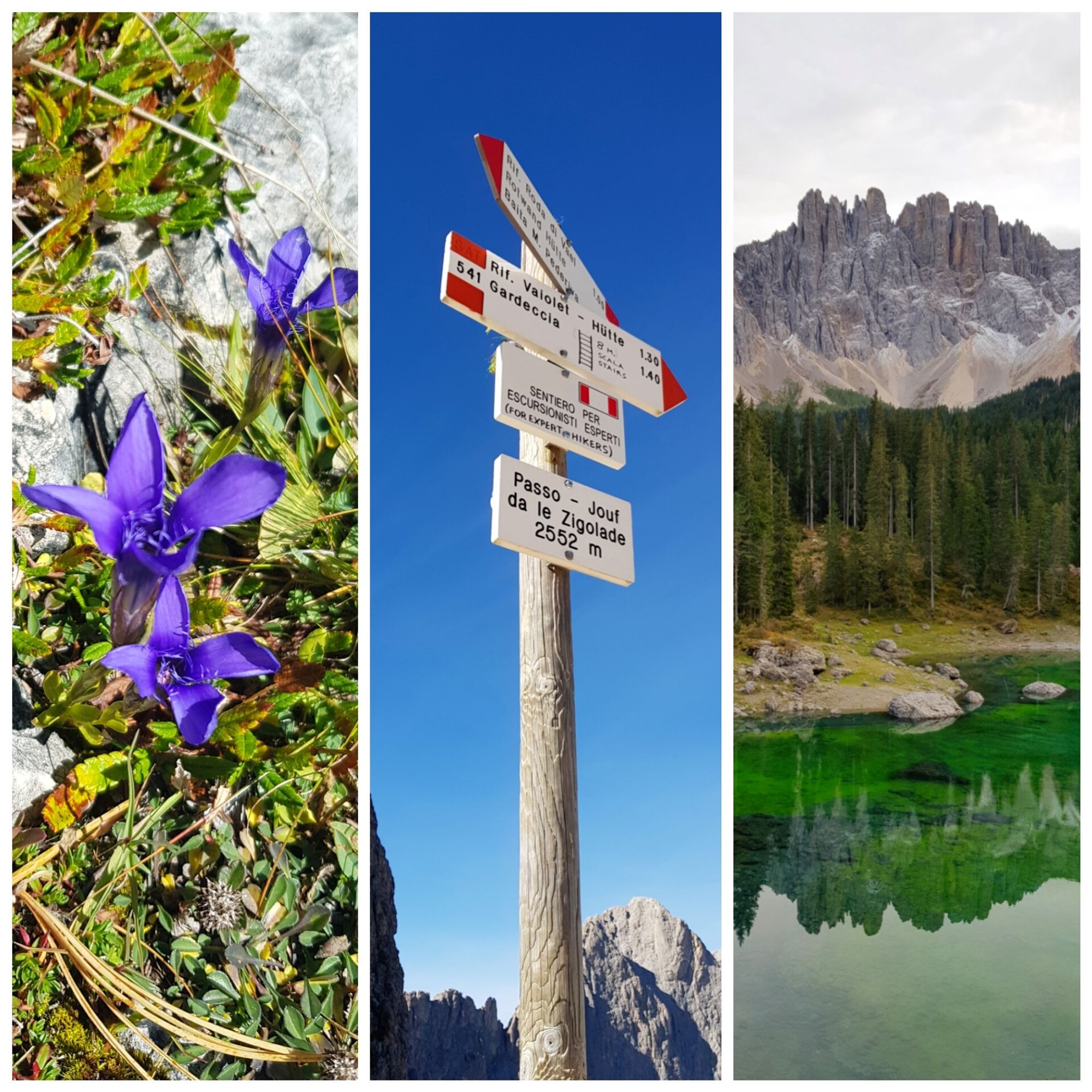 3 photos of: purple flowers on grass, a hiking trail sign and a green lake with pine trees and rough pointy mountains in the background.