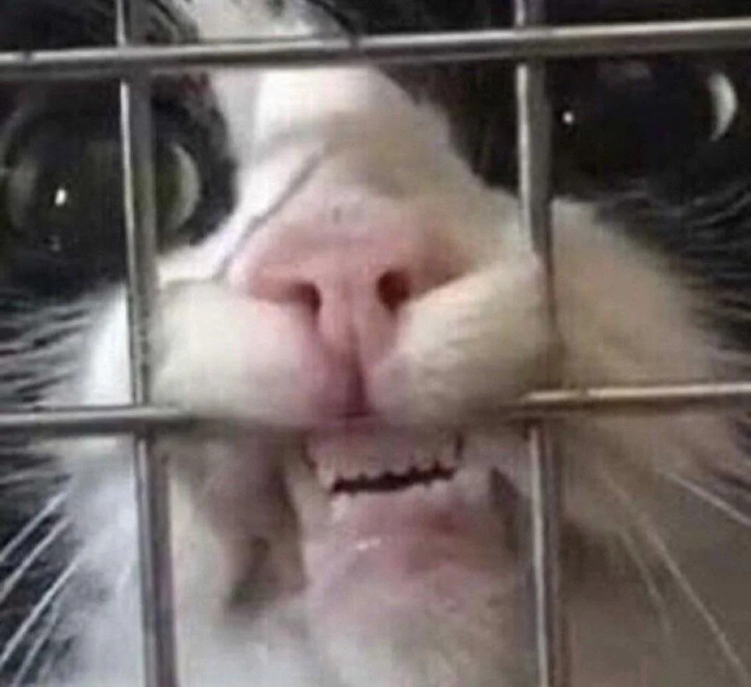 Cat biting cage reaction meme