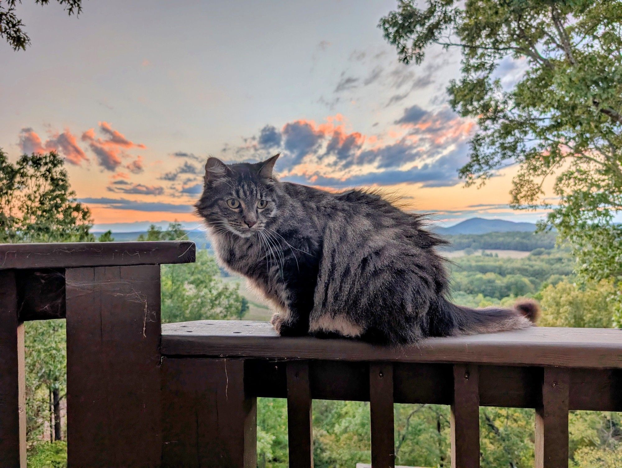 Long haired grey tiger cat perched on a railing in front of the sunset