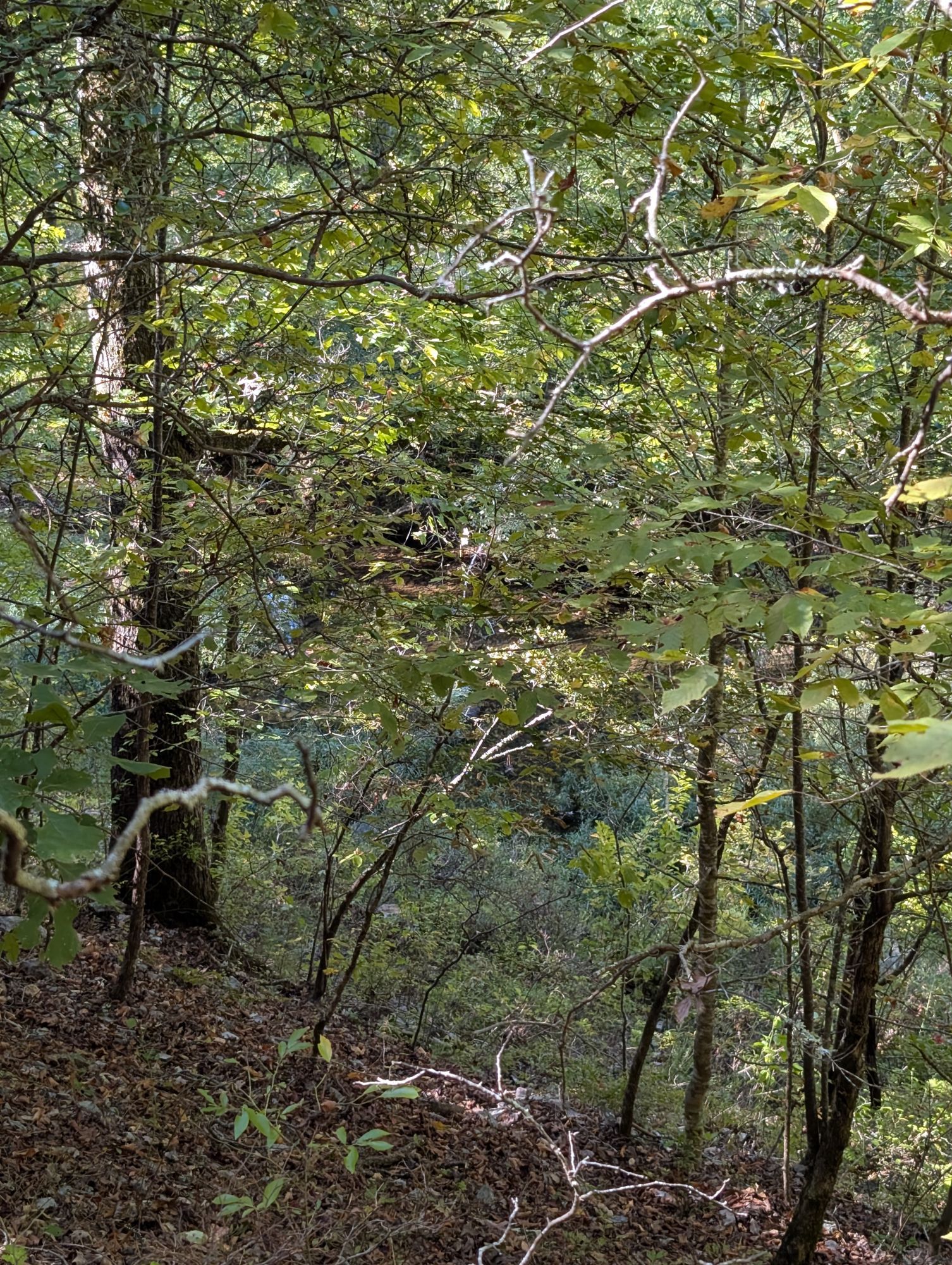 Wooded slope above the river