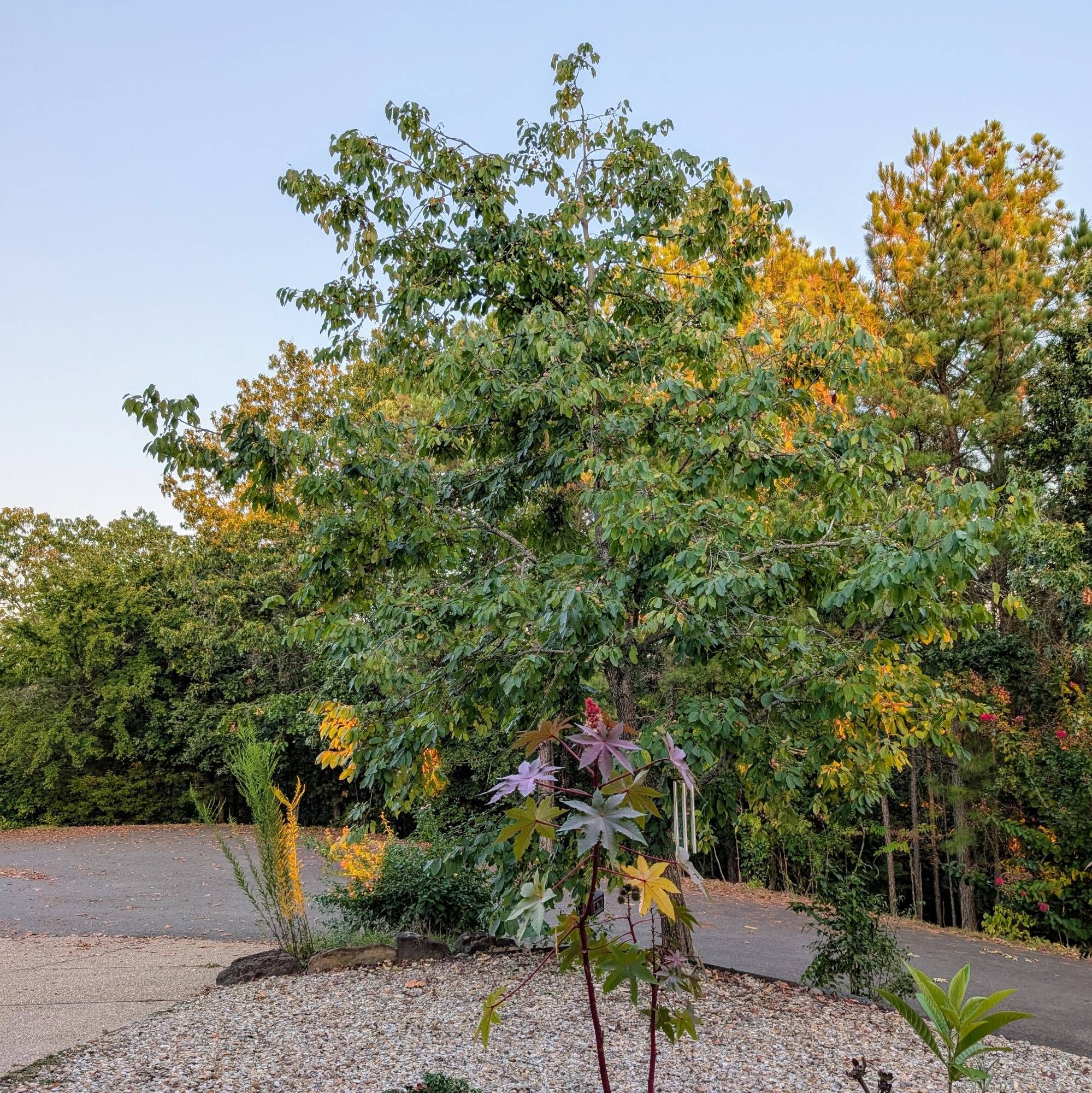 Persimmon tree on a hill