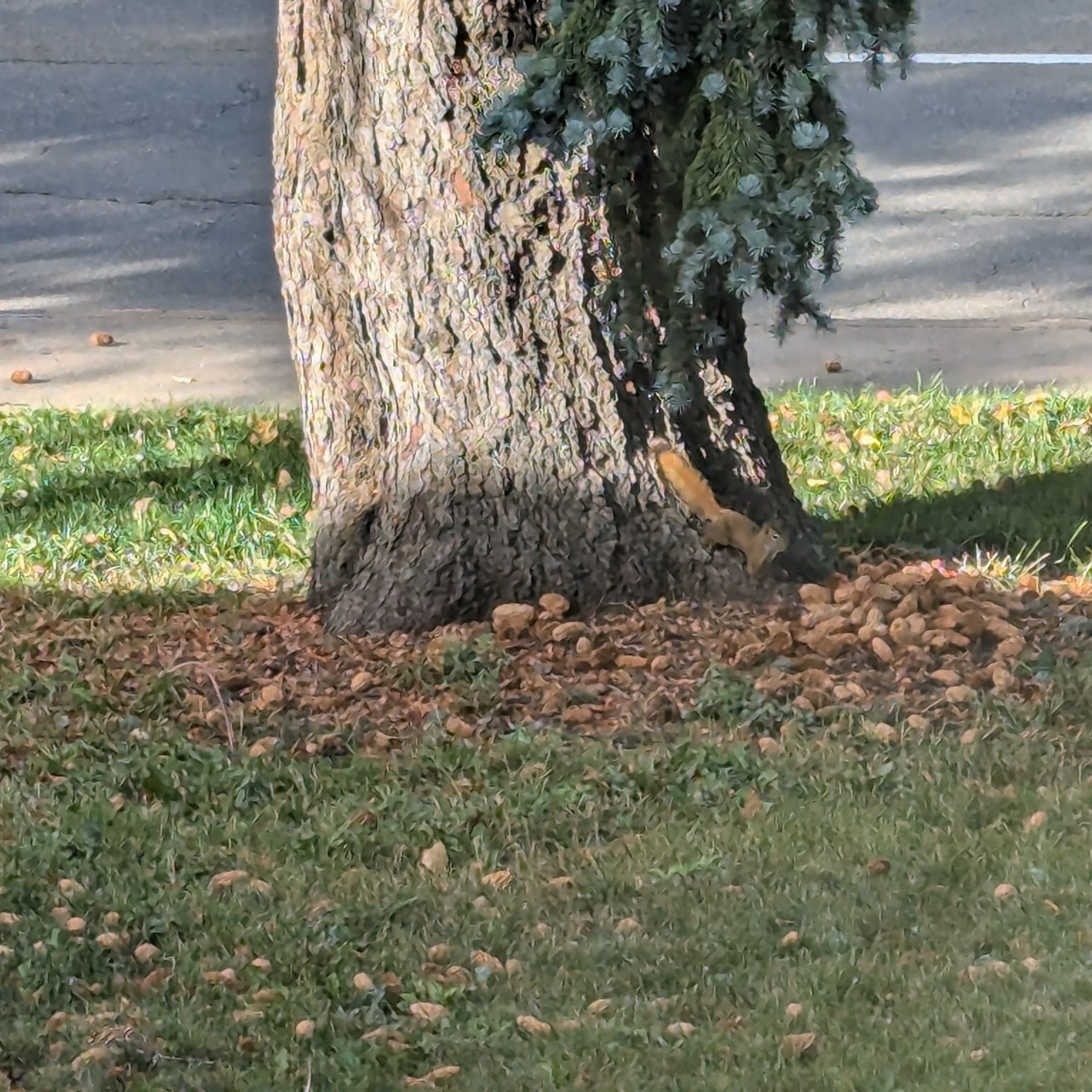 A squirrel at the bases of a spruce tree truck admiring their collection of pinecones.