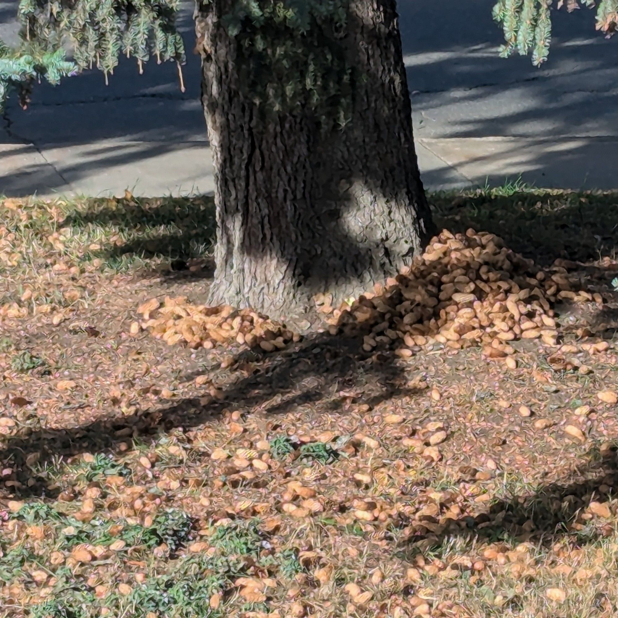 A spruce tree trunk with a heap about a foot tall, and a few feet wide of pine cones