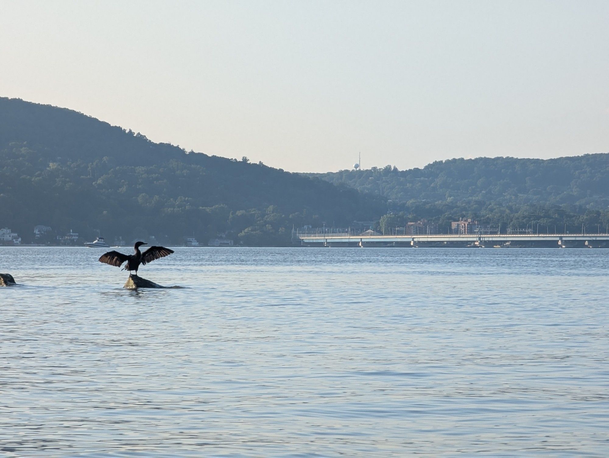 Cormorant bird wings outstretched on a rock on a blue river, green hills in the distance.