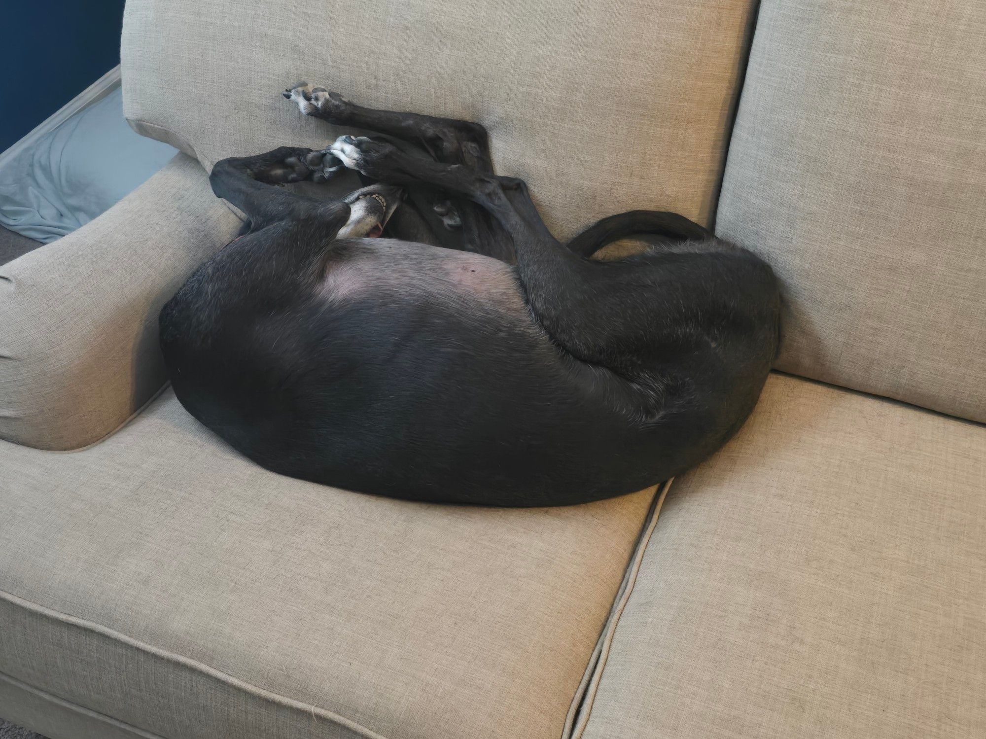 Munch the greyhound being weird