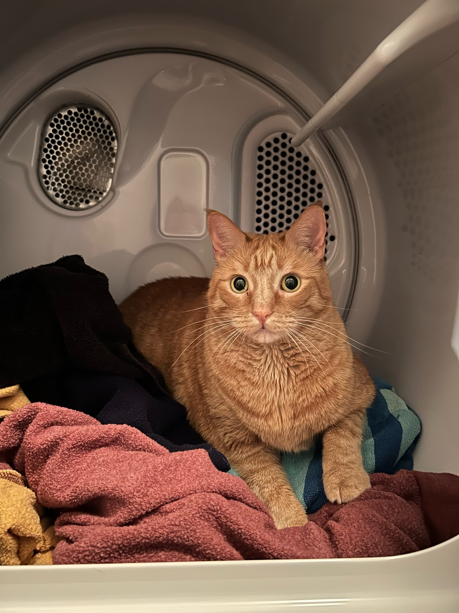 An orange cat rests in the dryer atop a bed made of freshly laundered towels.