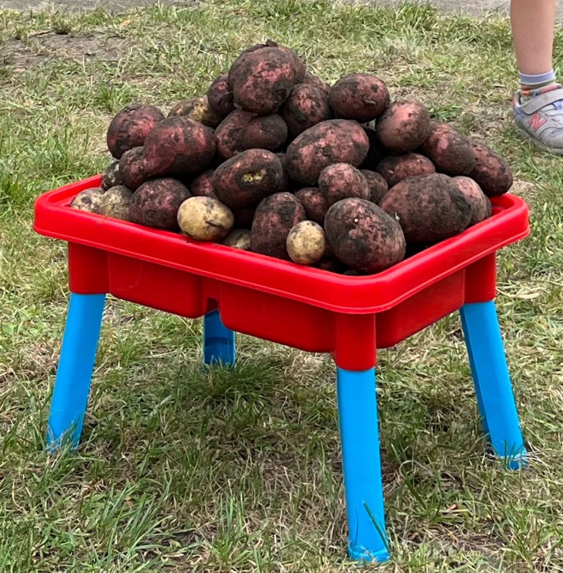 ein haufen kartoffeln