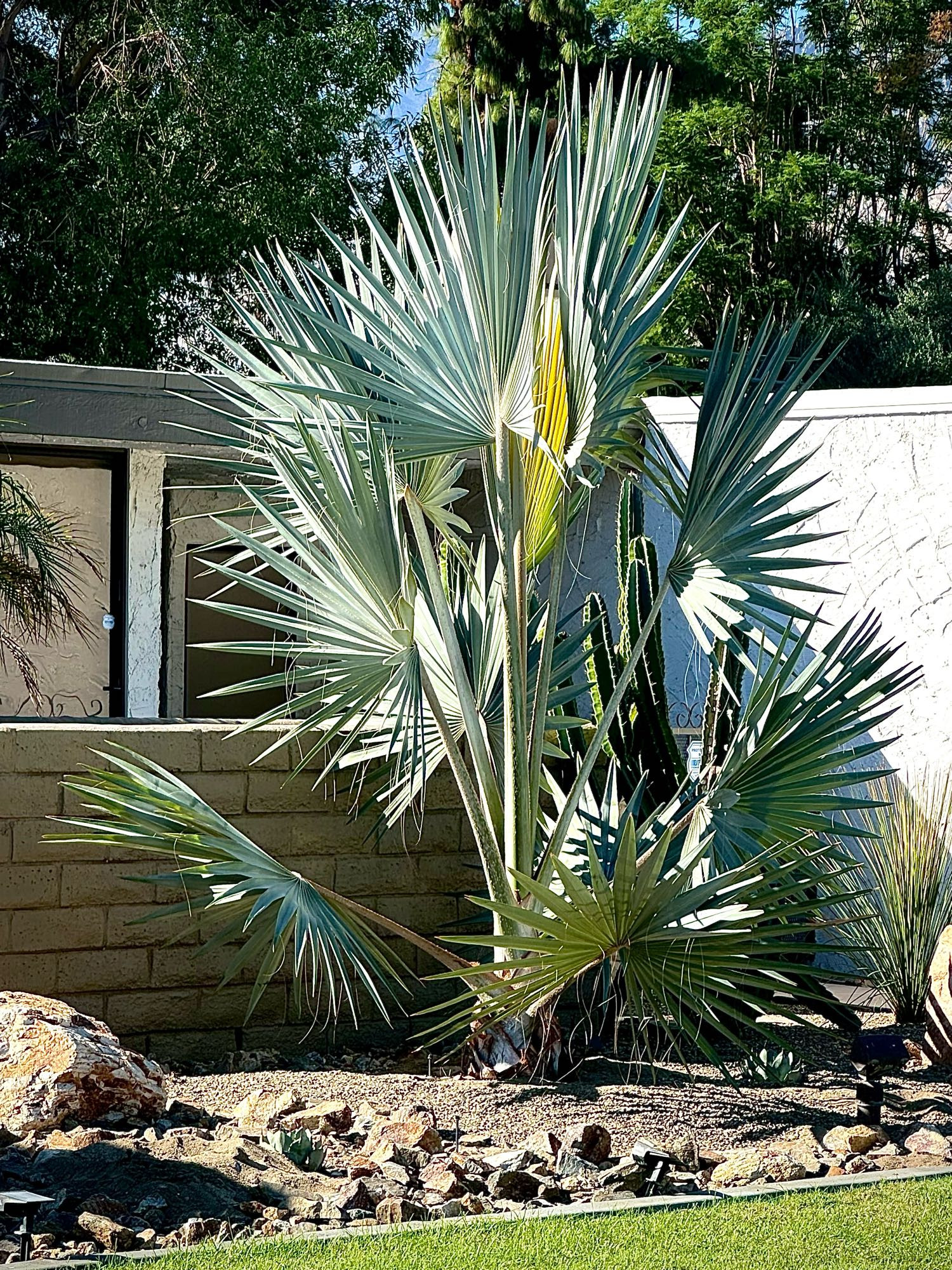 Large fan Palm branches explode up about 10 feet from the base.  Coloring is a greenish gray. Softly sidelit from the morning sun. 