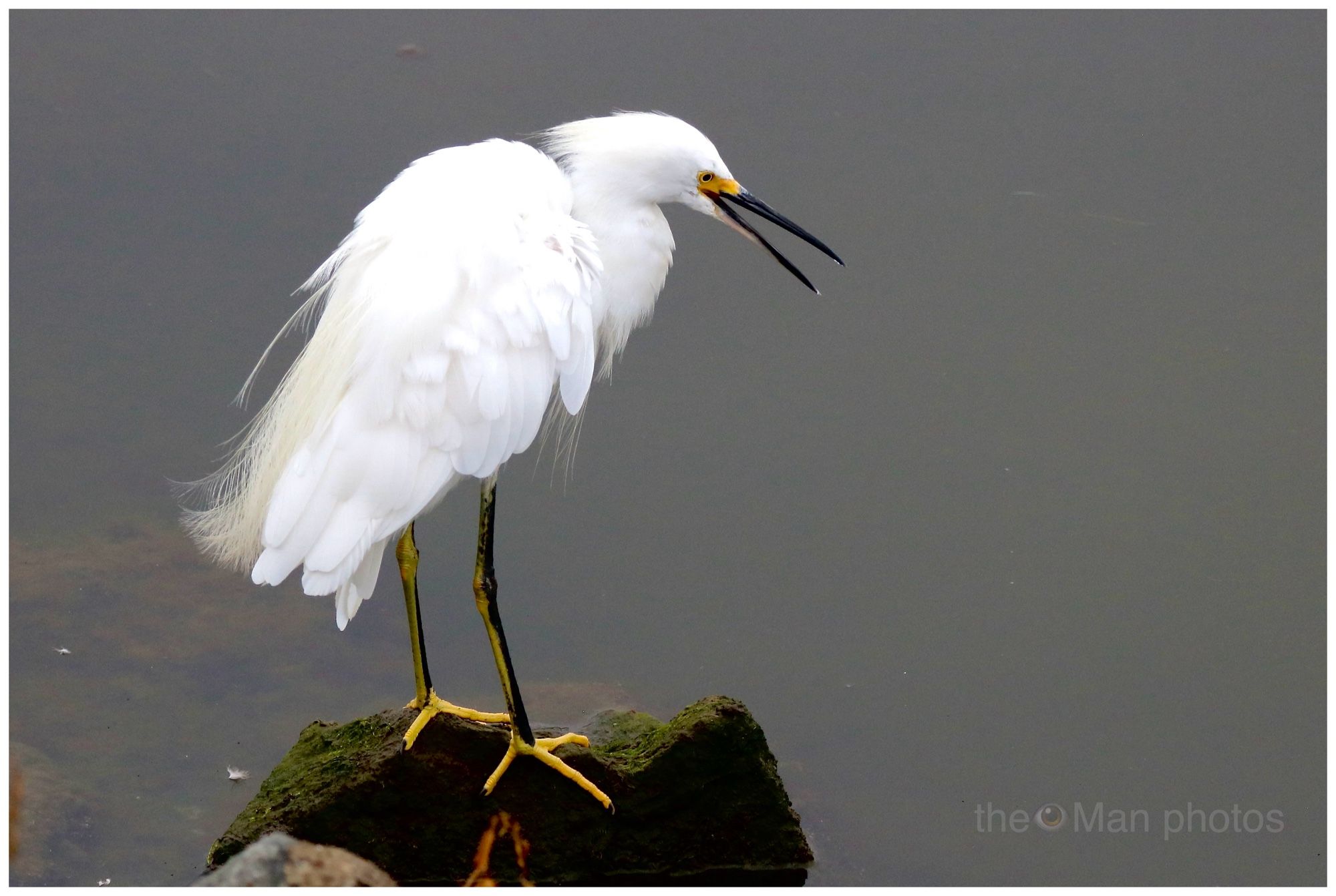 White egret seen standing on a slippery looking rock with his yellow feet holding tight.  His/her black bill is held open as if talking to someone, as they look into the waters below.