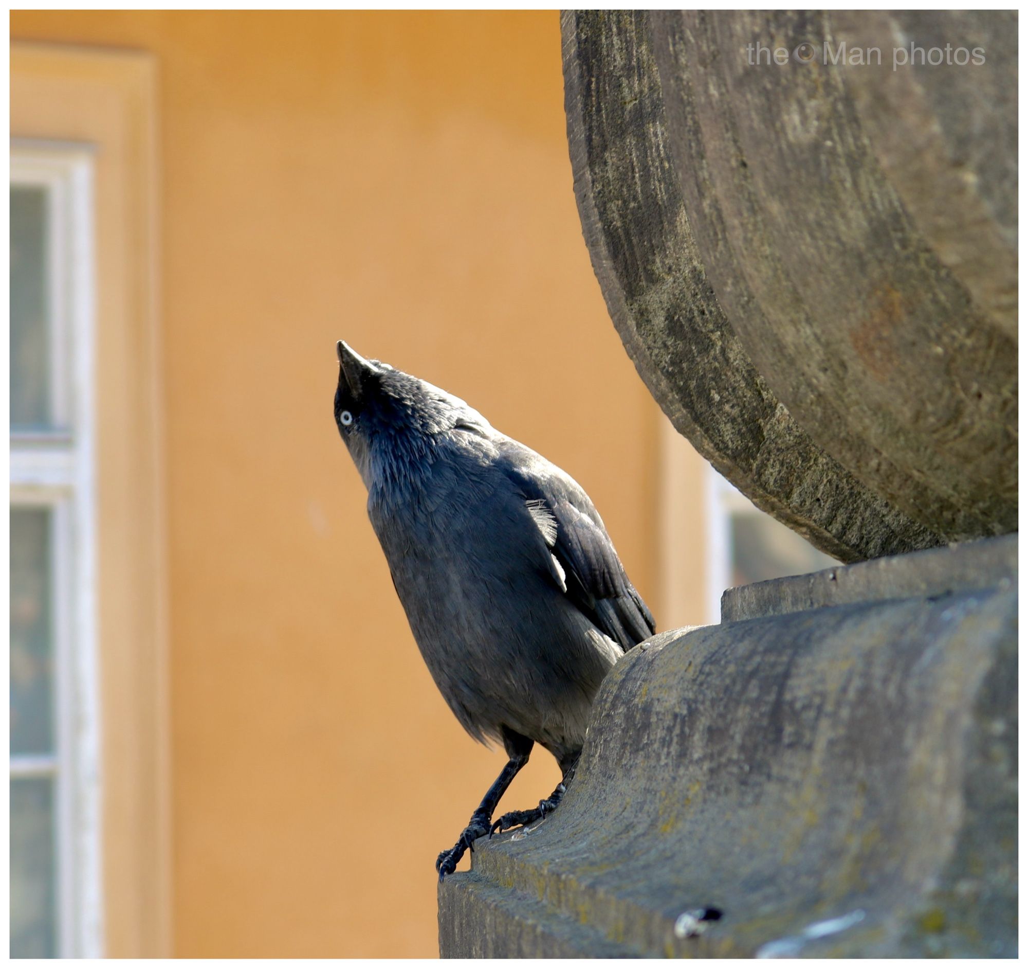 Black and gray bird in the crow family stands on a stone pillar looking skyward with two white eyes seen aside a short black beak.