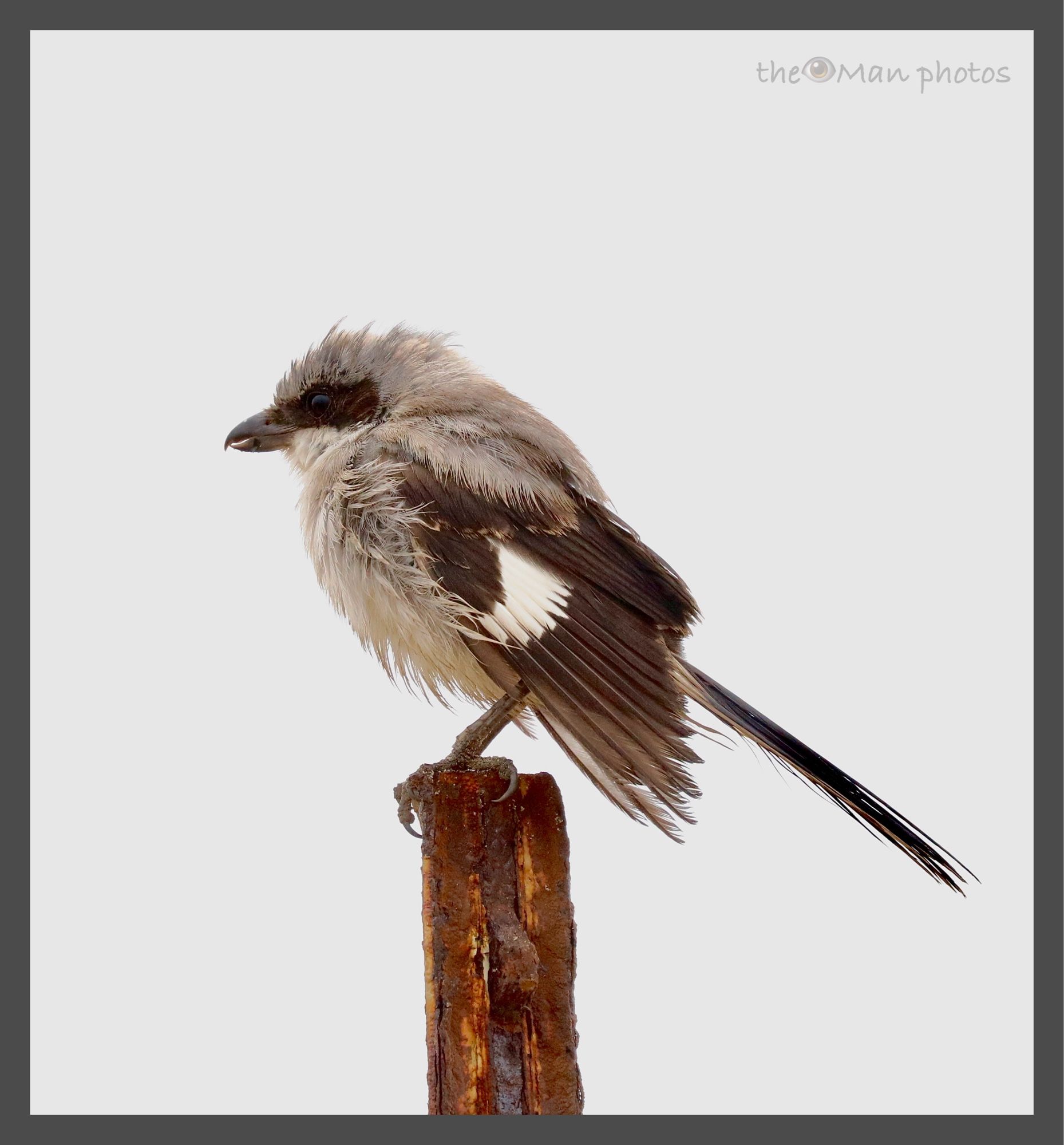 Stout bird about the size of a robin perches on a fence post looking for prey.  S/he is seen in profile—overall great body and back, with a dark brown mask, wings and tail. S/he does have a white wing bar.  Looks scruffy and scrappy with a black hooked beak.