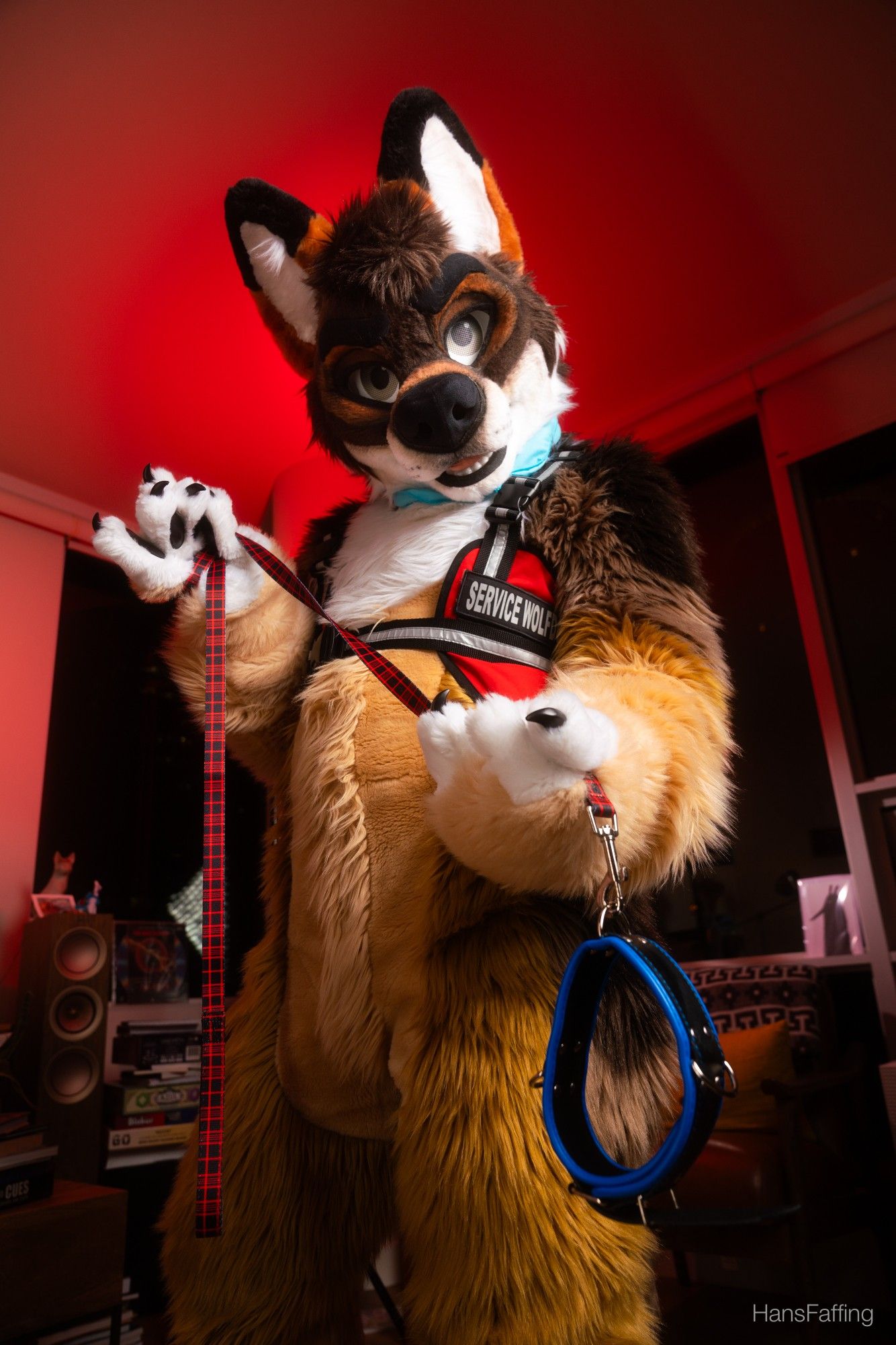 hans fursuit is in a service dog vest that says "Service Wolfdog" and is holding and offering a dog collar and leash