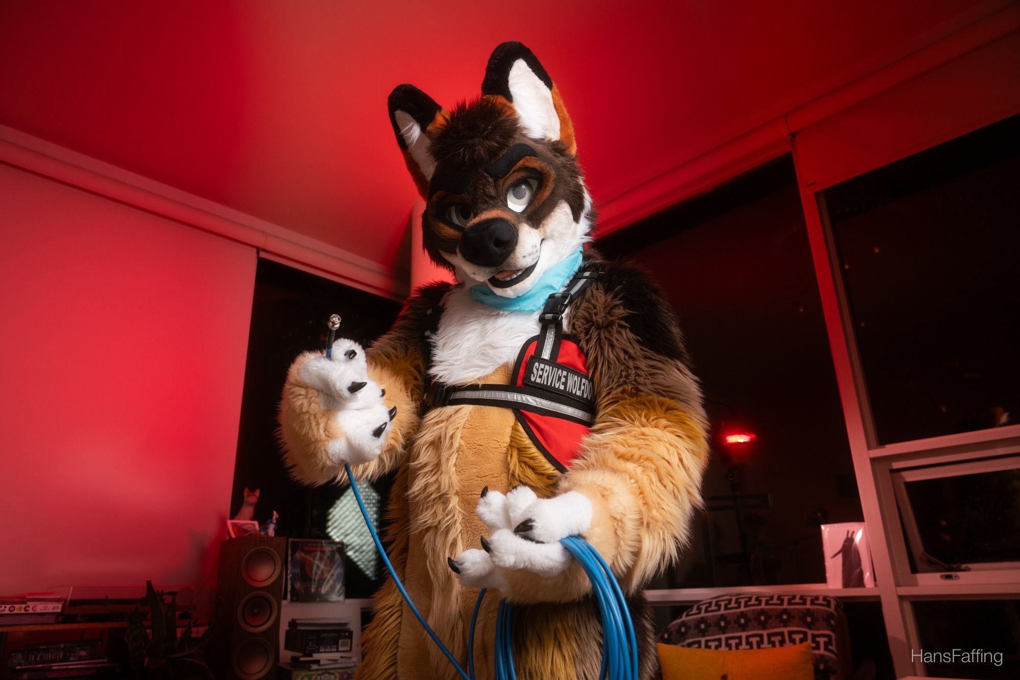 hans fursuit is in a service dog vest that says "Service Wolfdog" and is holding and offering a dog collar and leash