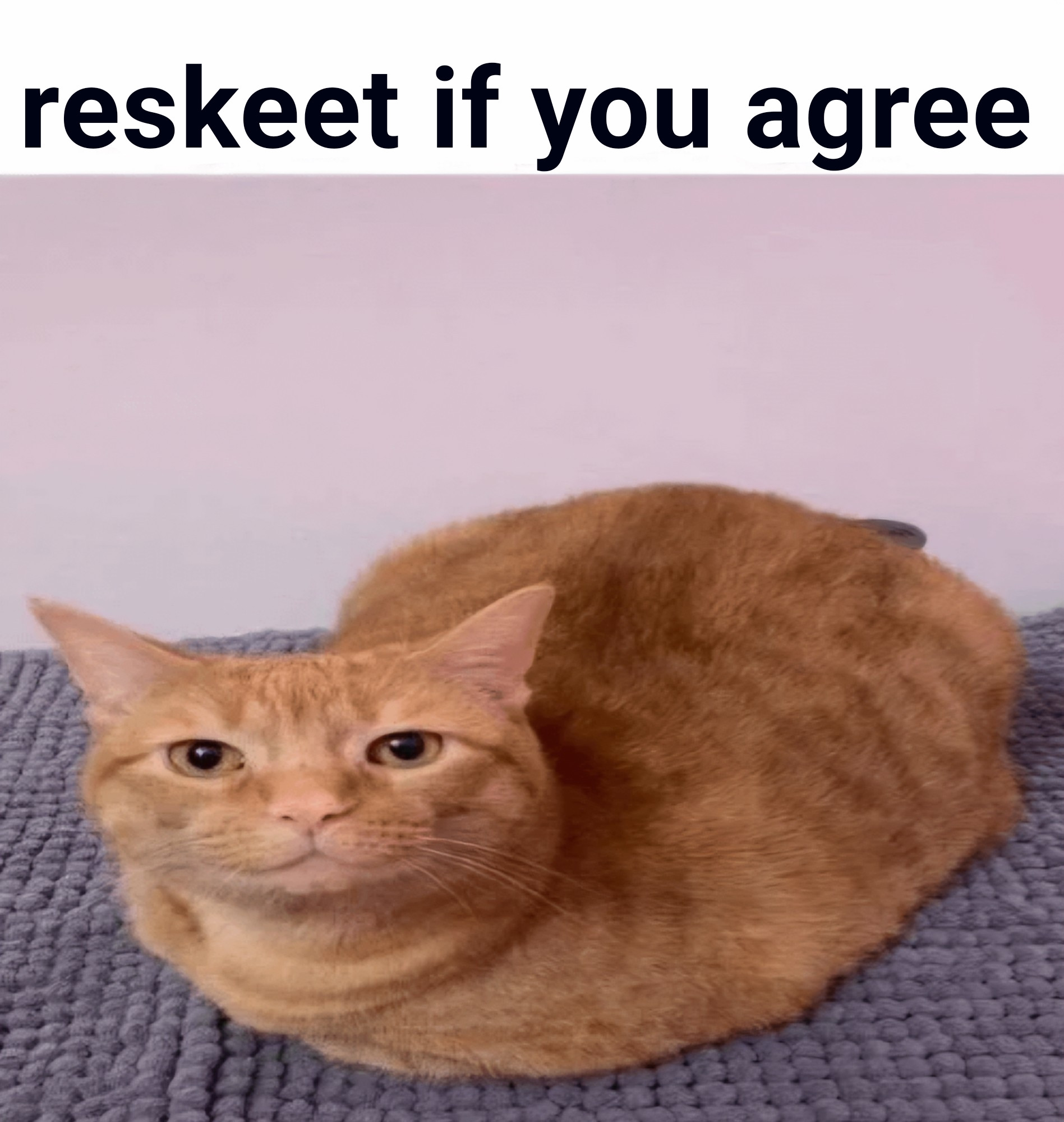 'reskeet if you agree' caption
underneath is an orange cat Slightly compressed by the image maker itself. he is loafing.  he's making eye contact with the camera. 