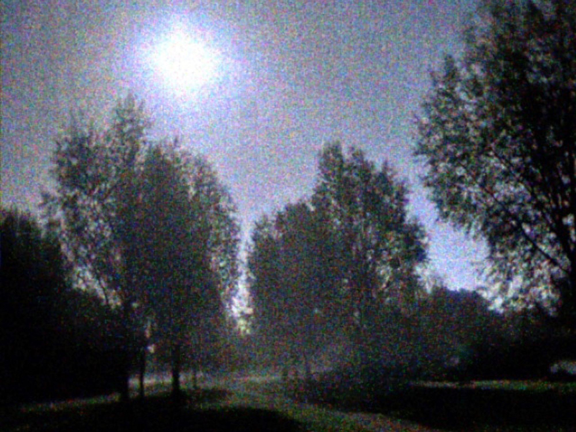 A Lo-Fi landscape photograph of trees lit by moonlight