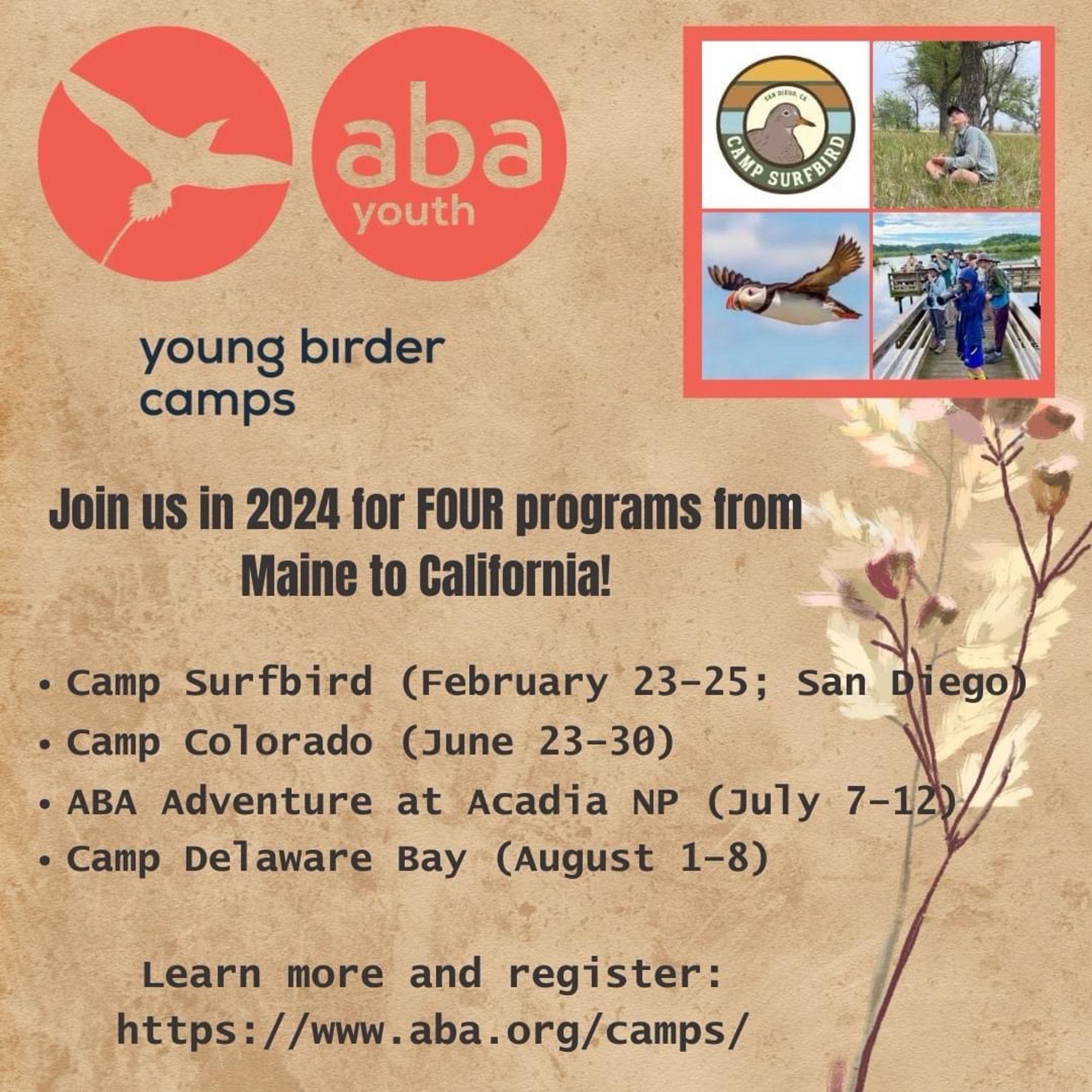 Brown paper bag patterned background w/ a flowering grass on the right side. ABA logo top right, with four images top left: logo of surfbird surrounded by a circle w/yellow, tan, & blue stripes @ the text ‘Camp Surbird’ below; young birder sitting cross legged in grass, looking up; Atlantic puffin flying left across open sky; 
group of young birders standing on boardwalk, looking through binoculars & cameras. Text below reads: Young Birder Camps; Join us in 2024 for FOUR programs from Maine to California: Camp Surfbird (February 23-25, San Diego); Camp Colorado (June 23-30); ABA Adventure at Acadia NP (July 7-12); Camp Delaware Bay (August 1-8). Learn more and register: https://www.aba.org/camps/