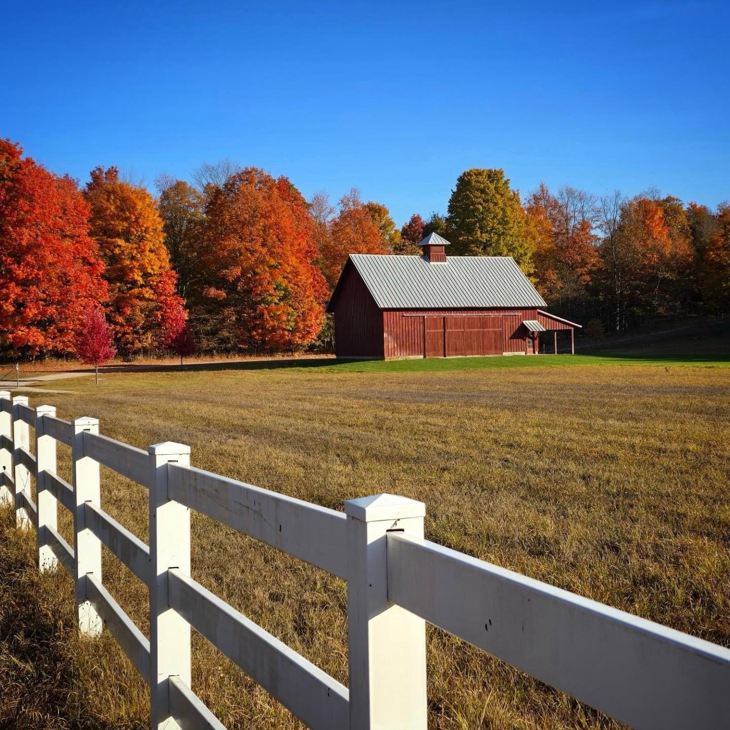 A fall pastoral scene with a white picket fence crossing the lower portion of the photo diagonally with a red wood barn in the background, on a bright grass patch, with red and orange adorned maples under a blue sky behind.