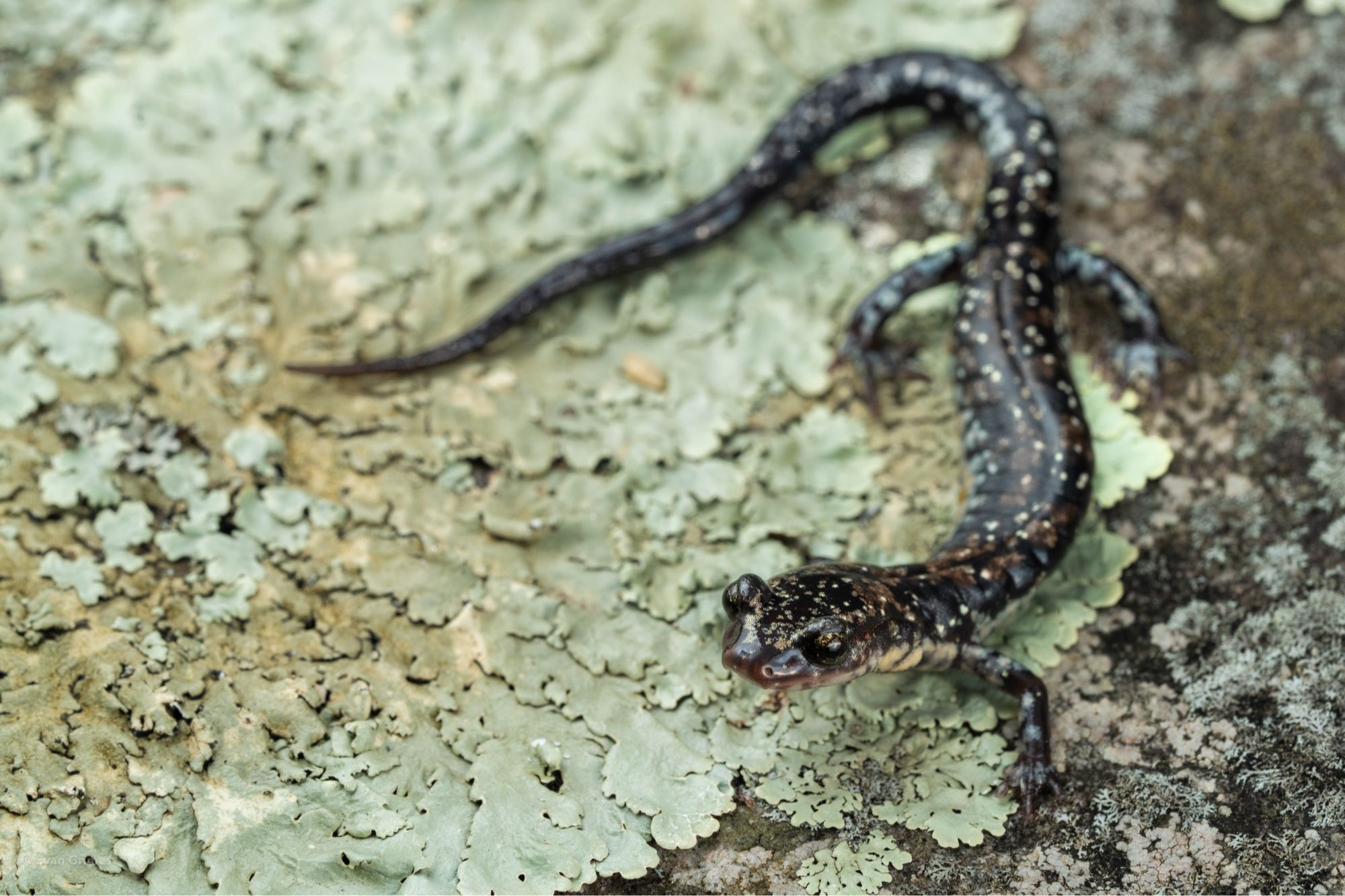 A small dark salamander along a lichen covered rock