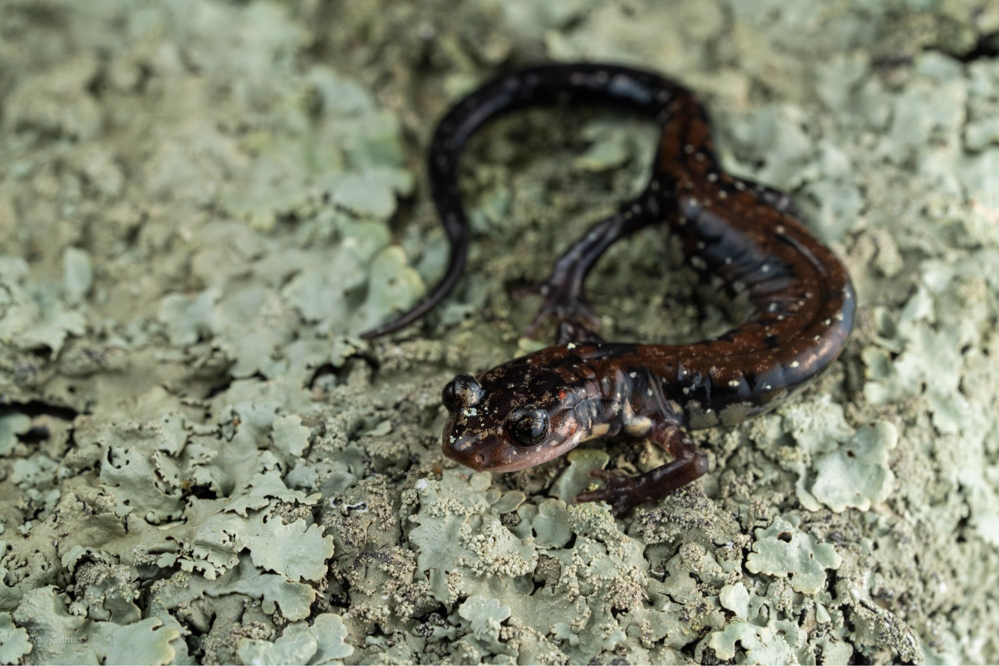 A small dark salamander along a lichen covered rock