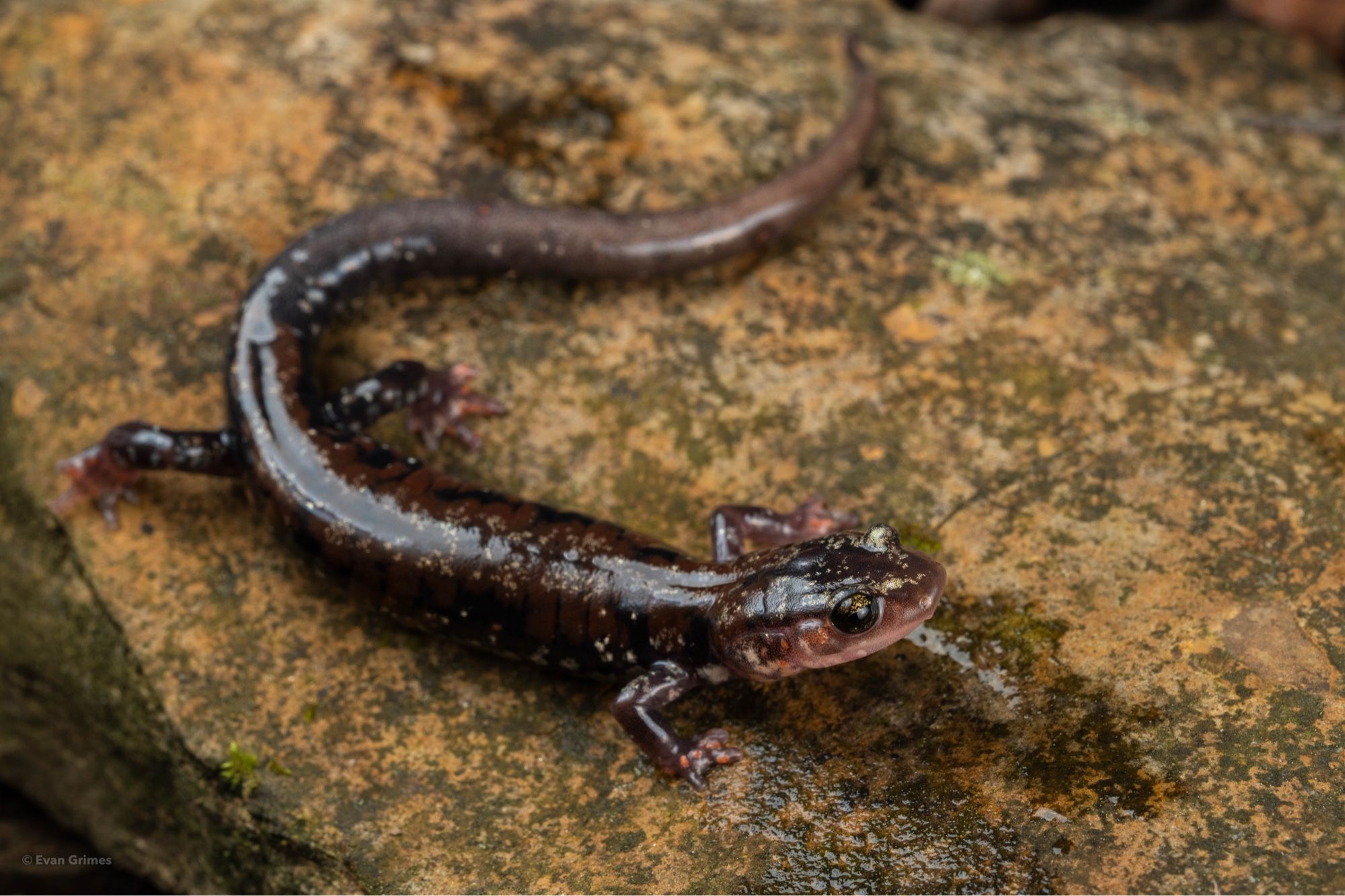 A small dark salamander along a mossy sandstone rock