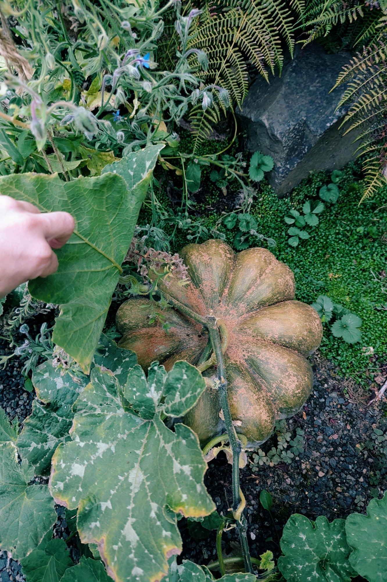 A large musquee pumpkin growing next to a fern, borage, strawberries, and elfin mint. It looks very cozy.