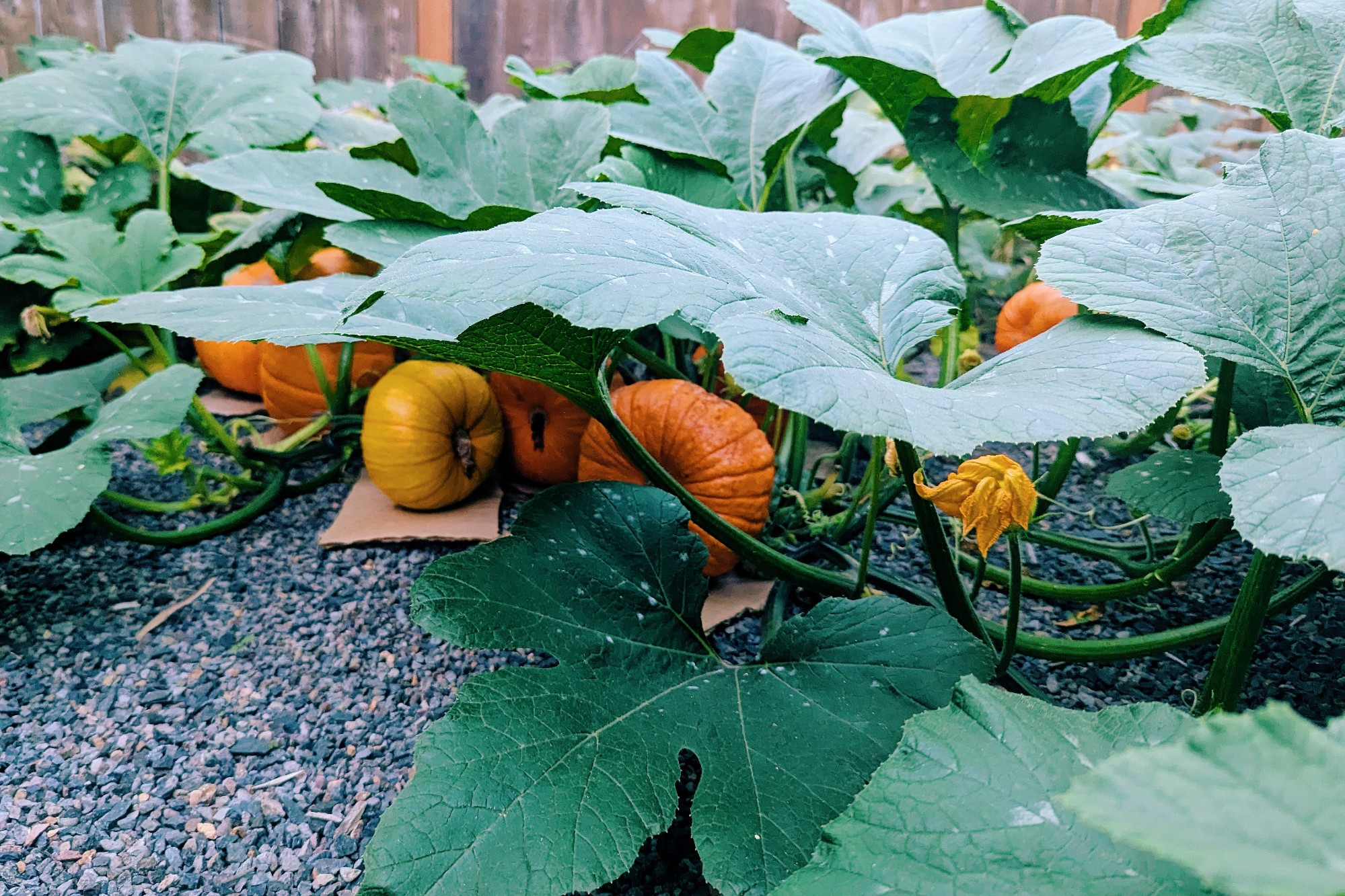 pumpkin patch with a fence in the background. there are huge leaves in the foreground and several different sized pumpkins at different stages of ripeness visible through the foliage. each of them is resting on a little piece of cardboard so they don't get scratched up by the fine gravel they're growing on.