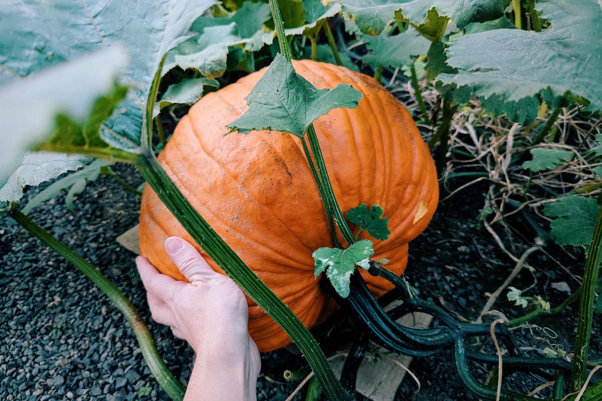 a large, ripe, orange, and homegrown sugar pumpkin laying on its side. the poster's hand is pretty small in comparison. 