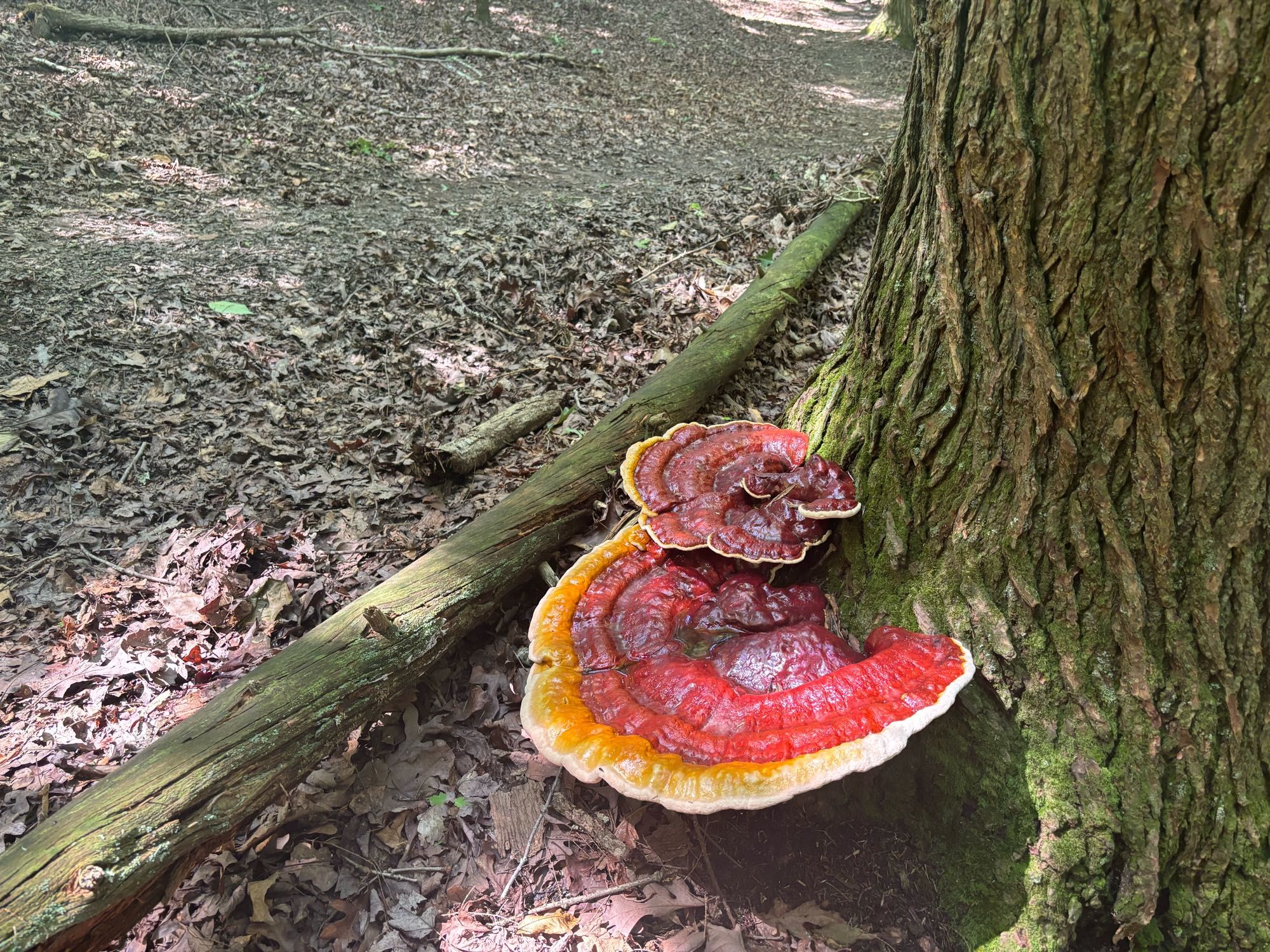 Large red and yellow mushroom attached the bottom of the trunk of a tree.