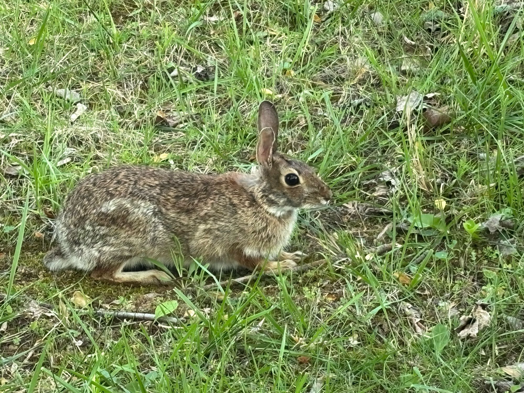 Wild rabbit hiding in the grass