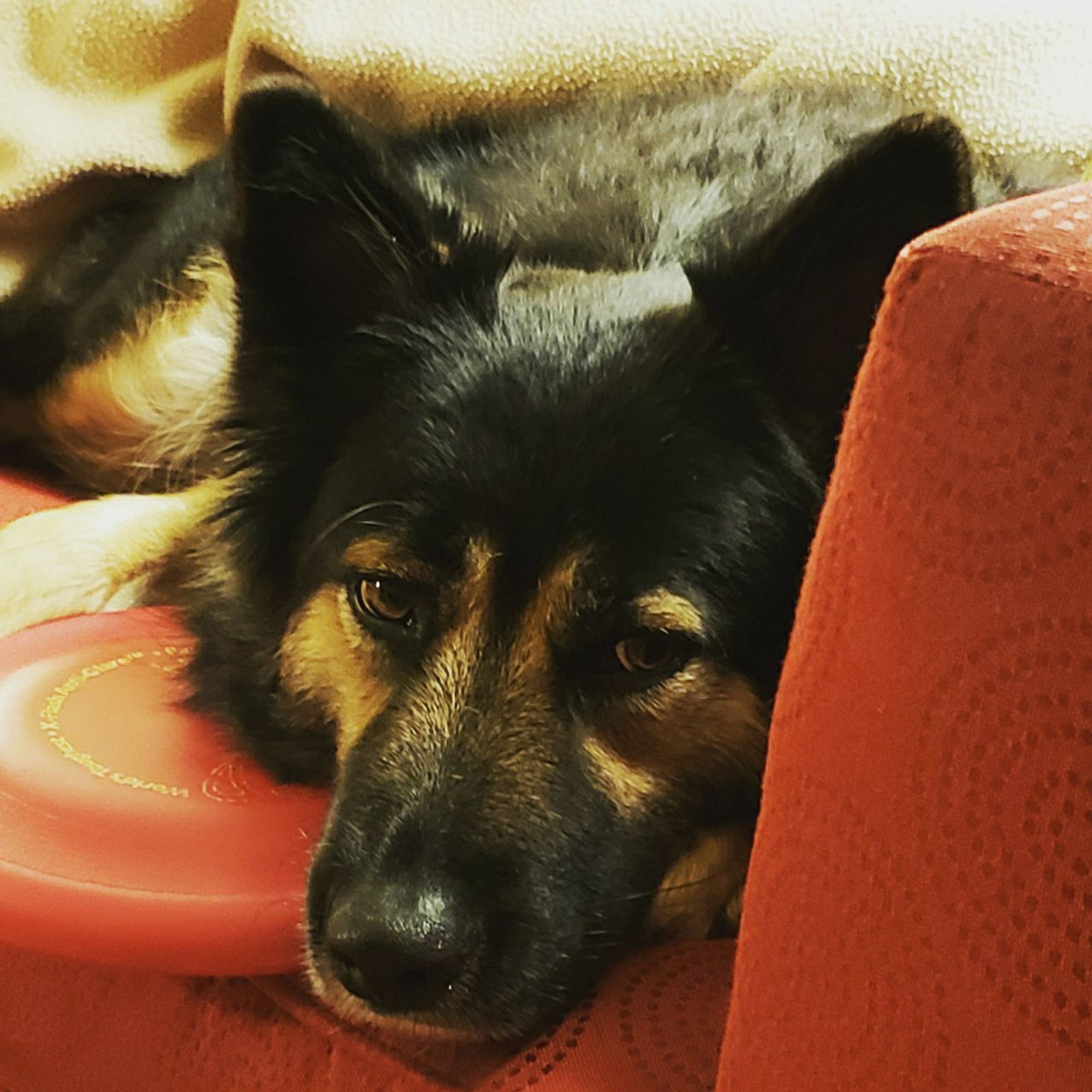 German shepherd and her frisbee lay on an orange couch