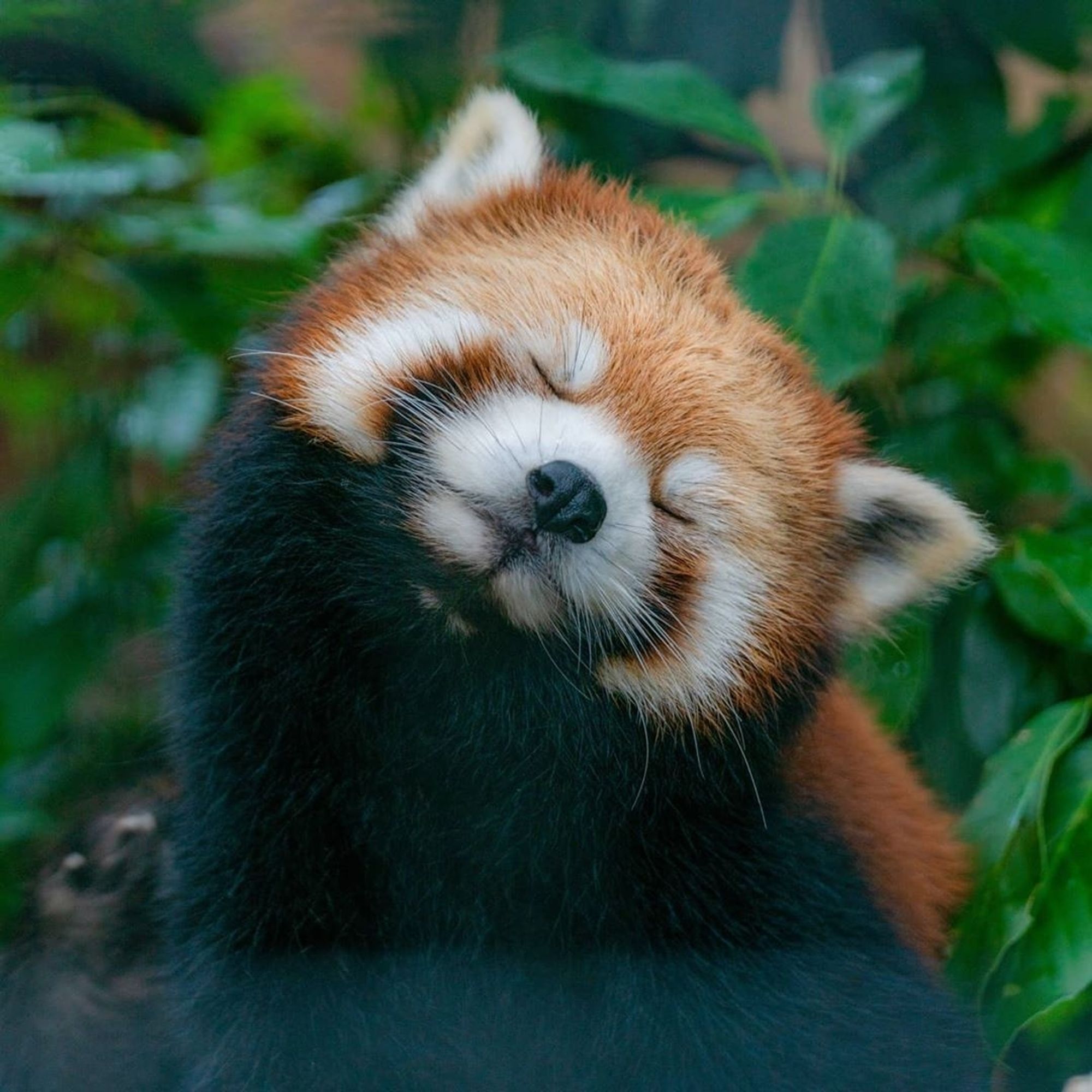 Red panda smiling