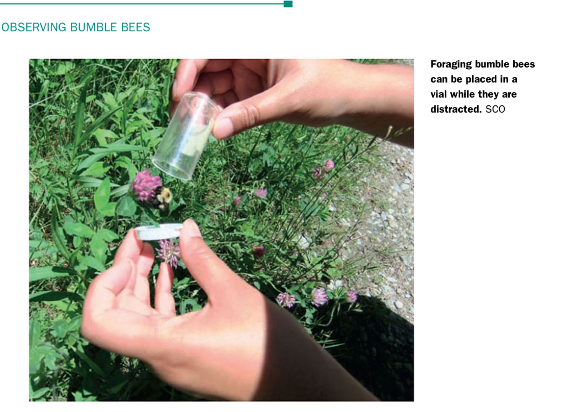 Picture of a book which states “Foraging bumble bees can be placed in a vial while they are distracted” with a picture of a bumble bee on a flower about to be captured in a vial and lid held in separate hands on opposing sides of the bee