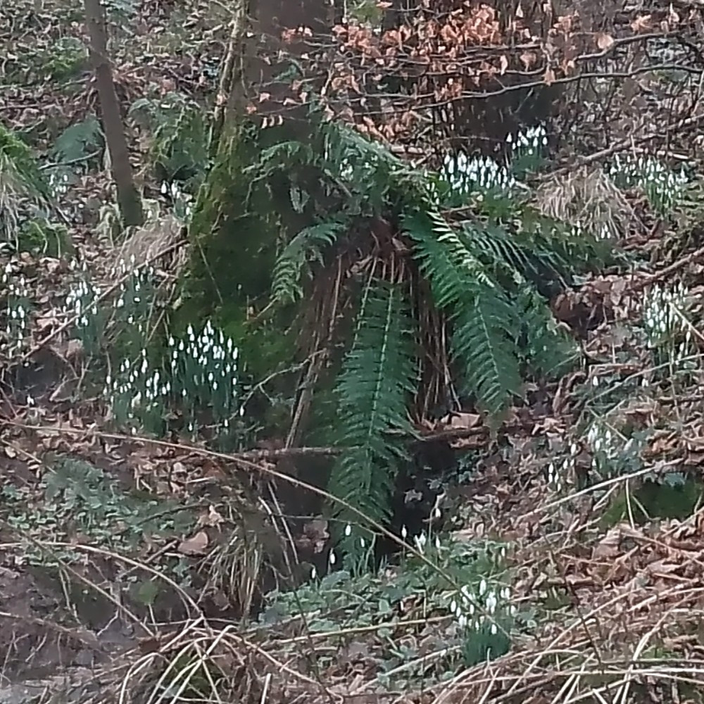 snowdrops and fern in woodland