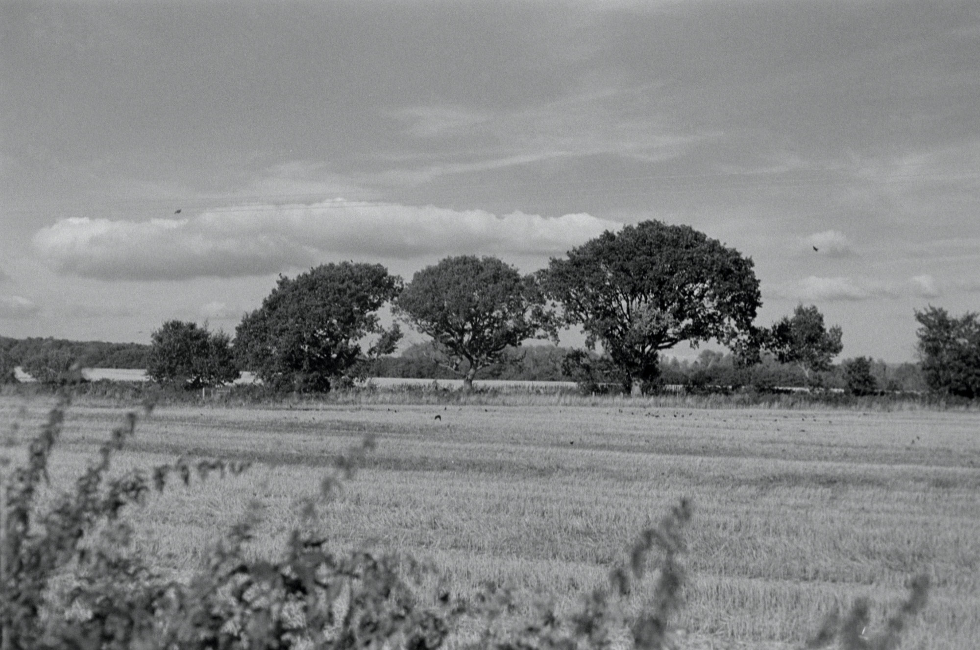 The birds feasting on the leftovers from the harvest signals the impending end of summer in my local countryside.