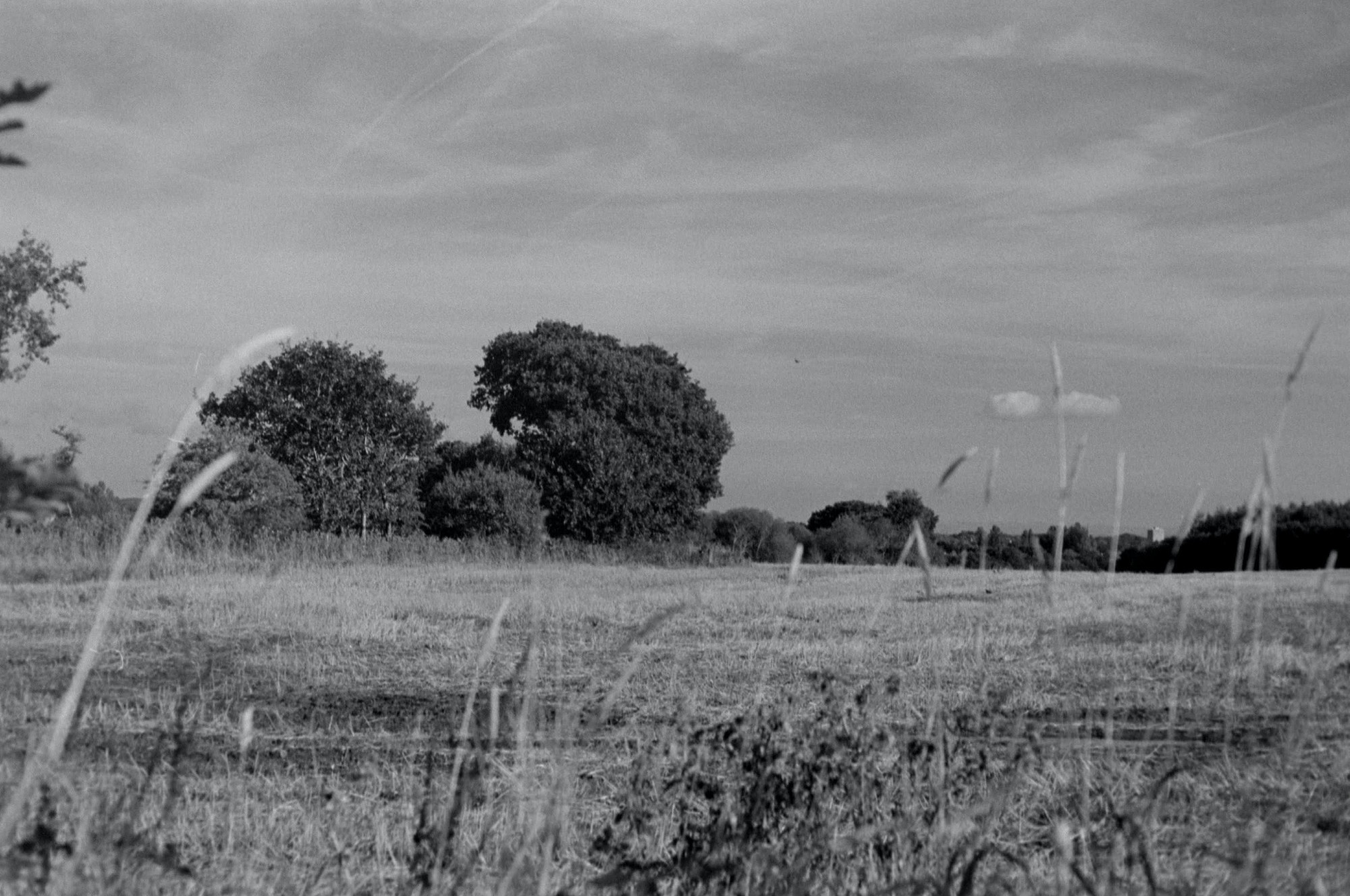 Hazy summer afternoon in my local countryside.